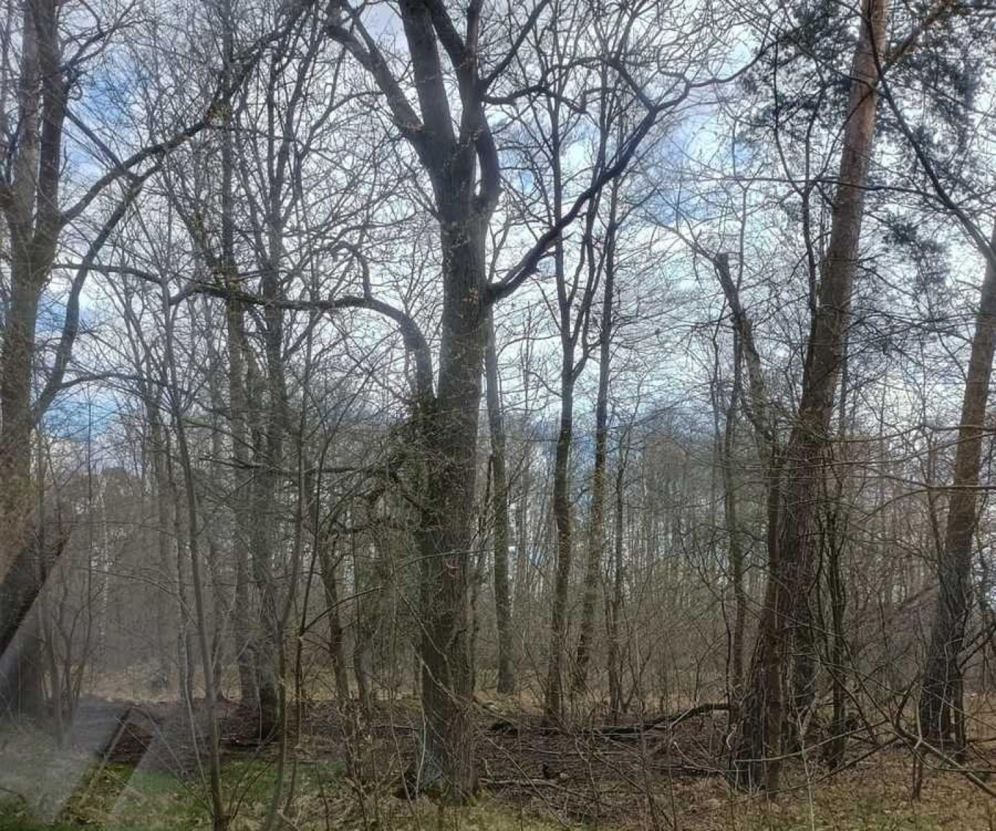 Zdjęcie w galerii na portalu naszraciborz.pl: Podpalacz z Kuźni Raciborskiej w rękach policji  wiadomości z regionu