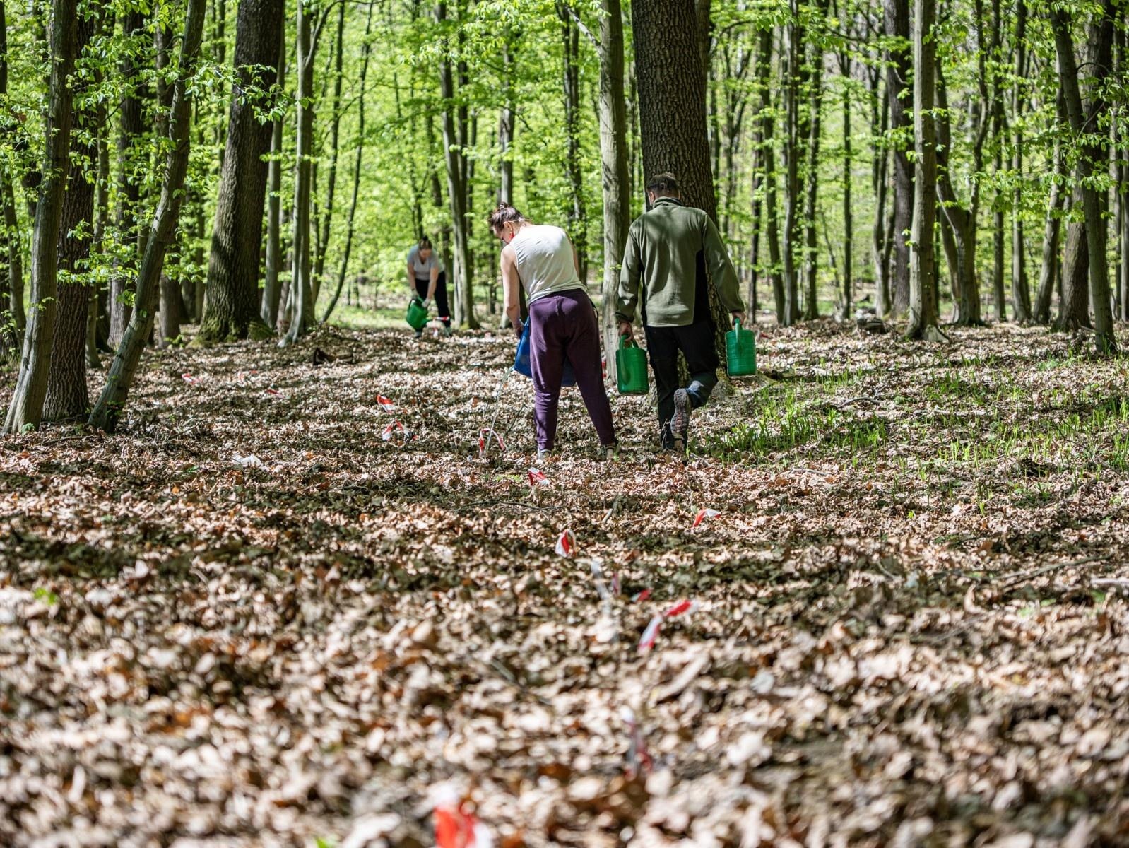 Zdjęcie w galerii na portalu naszraciborz.pl: 1350 nowych sadzonek w lesie Obora dzięki firmie Posadzimy.pl wiadomości z regionu
