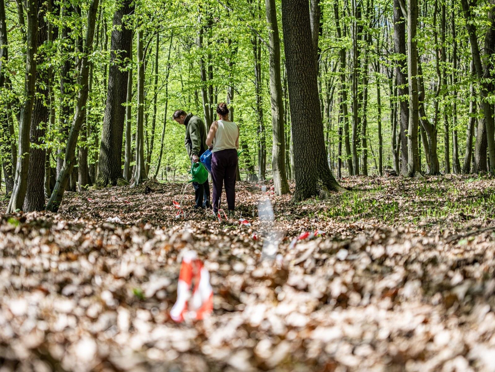 Zdjęcie w galerii na portalu naszraciborz.pl: 1350 nowych sadzonek w lesie Obora dzięki firmie Posadzimy.pl wiadomości z regionu