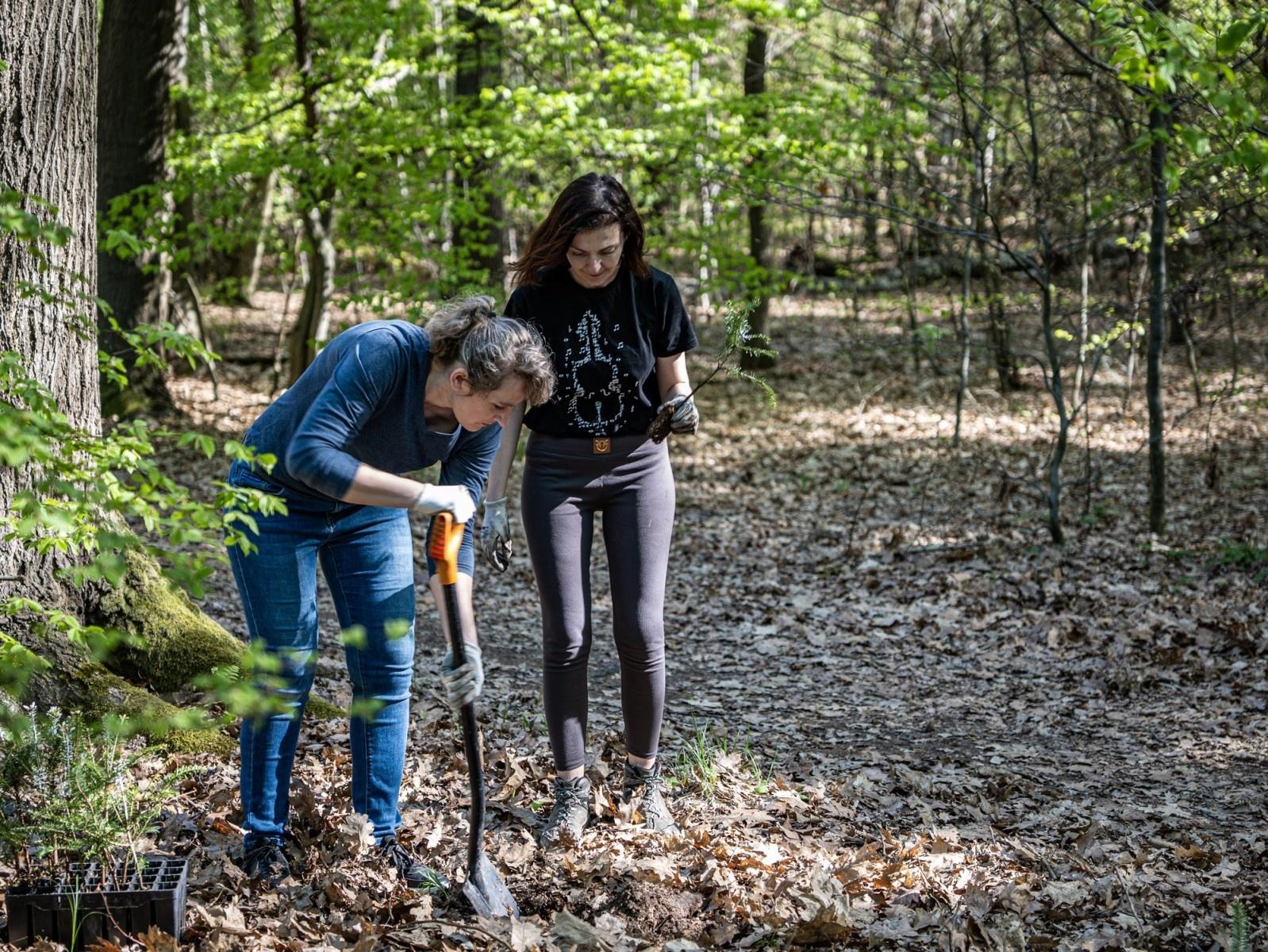 Zdjęcie w galerii na portalu naszraciborz.pl: 1350 nowych sadzonek w lesie Obora dzięki firmie Posadzimy.pl wiadomości z regionu