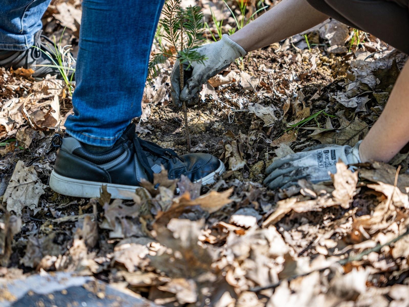 Zdjęcie w galerii na portalu naszraciborz.pl: 1350 nowych sadzonek w lesie Obora dzięki firmie Posadzimy.pl wiadomości z regionu