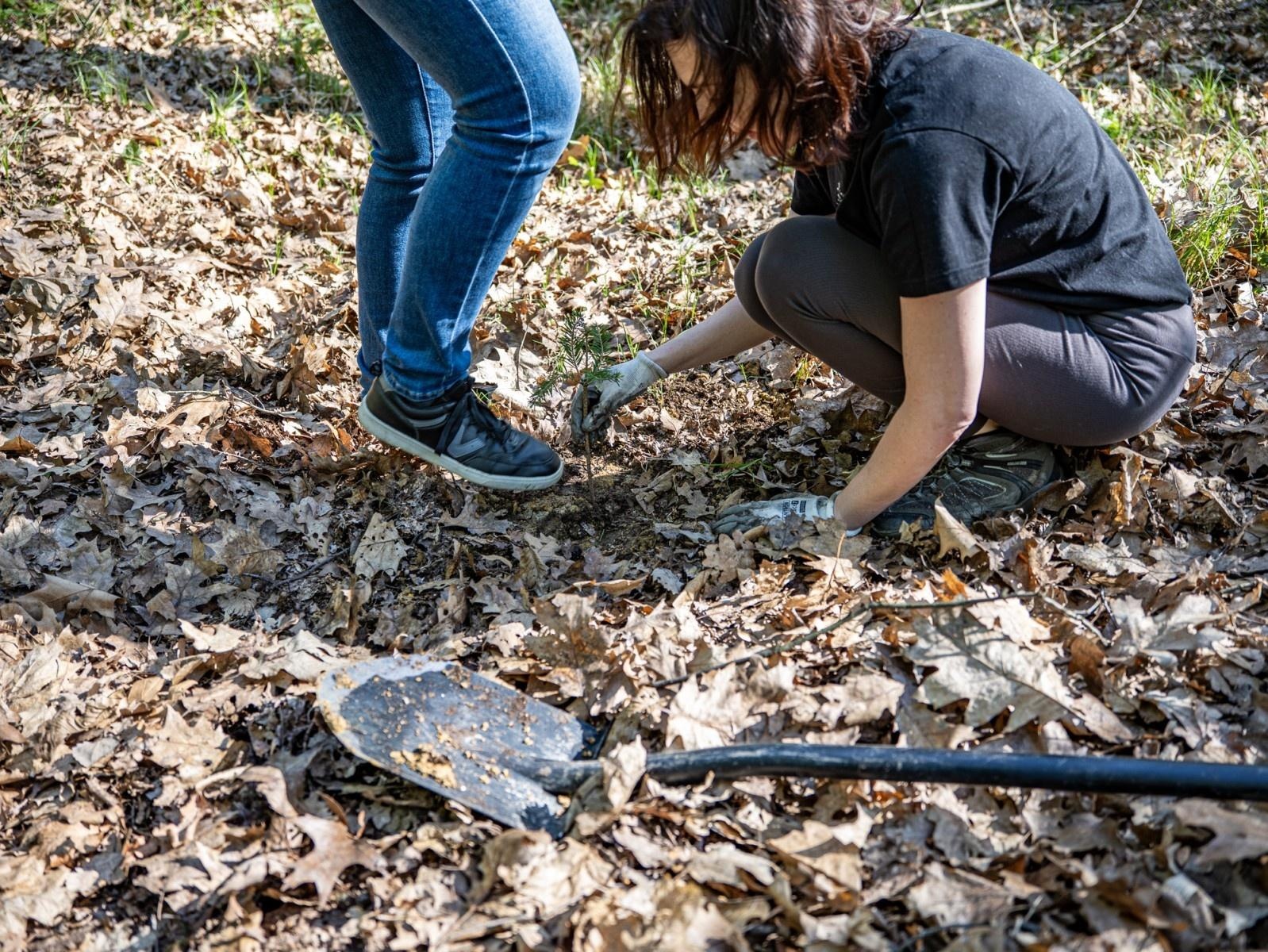 Zdjęcie w galerii na portalu naszraciborz.pl: 1350 nowych sadzonek w lesie Obora dzięki firmie Posadzimy.pl wiadomości z regionu