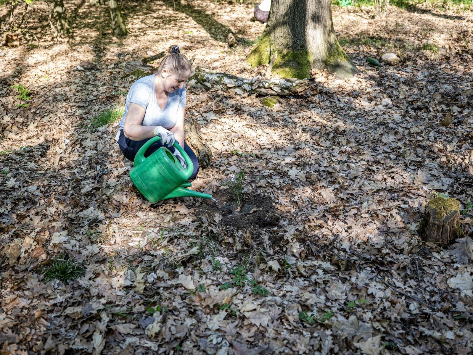 Zdjęcie w galerii na portalu naszraciborz.pl: 1350 nowych sadzonek w lesie Obora dzięki firmie Posadzimy.pl wiadomości z regionu