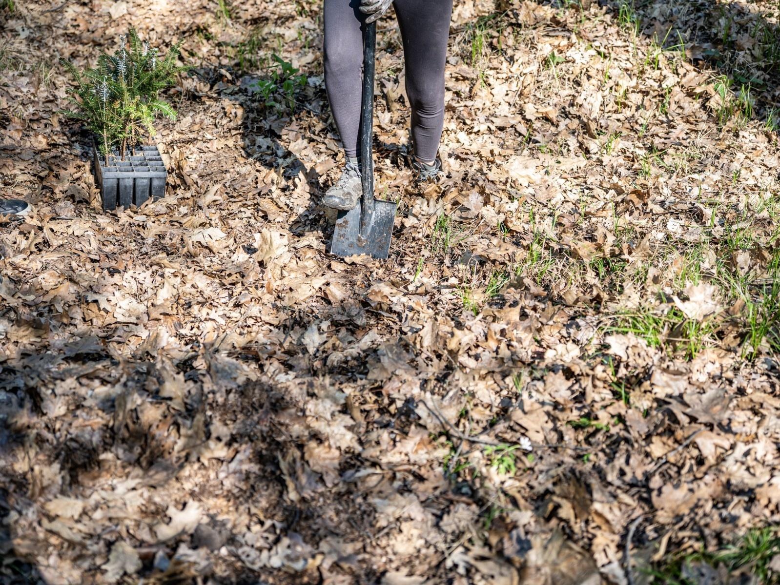 Zdjęcie w galerii na portalu naszraciborz.pl: 1350 nowych sadzonek w lesie Obora dzięki firmie Posadzimy.pl wiadomości z regionu
