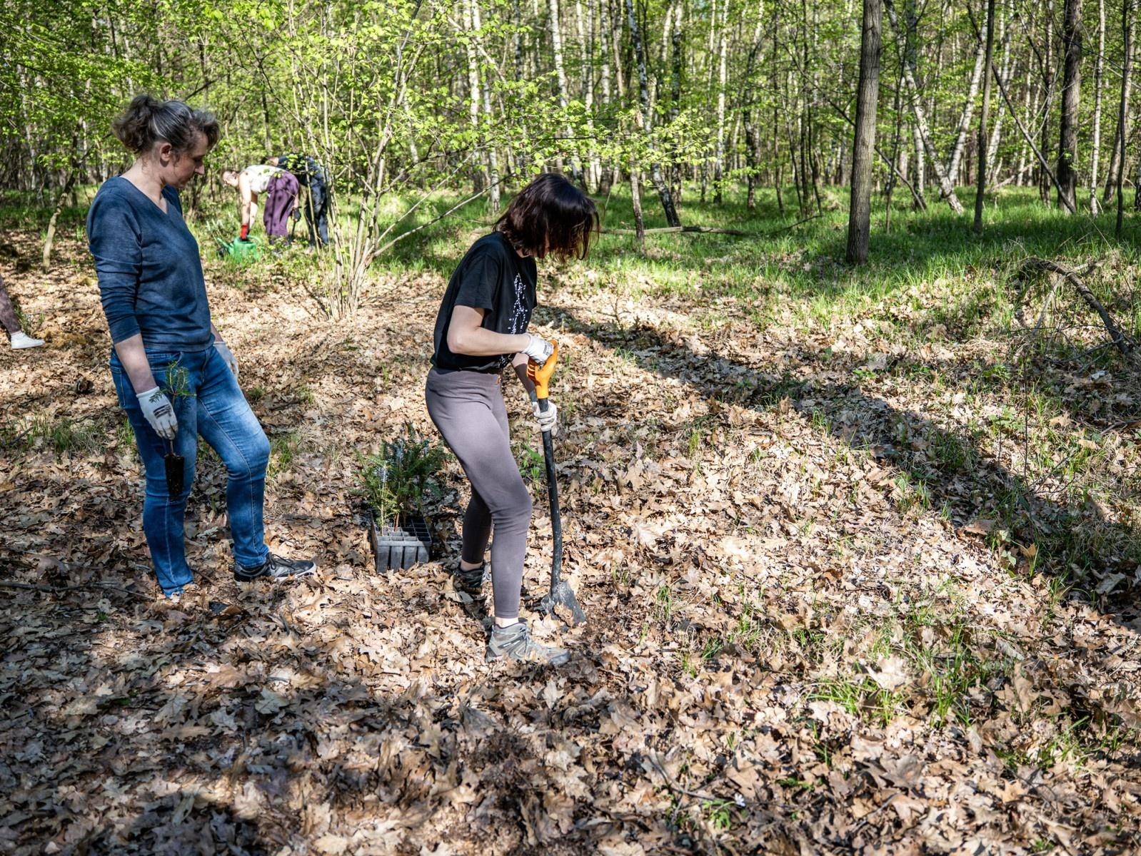 Zdjęcie w galerii na portalu naszraciborz.pl: 1350 nowych sadzonek w lesie Obora dzięki firmie Posadzimy.pl wiadomości z regionu