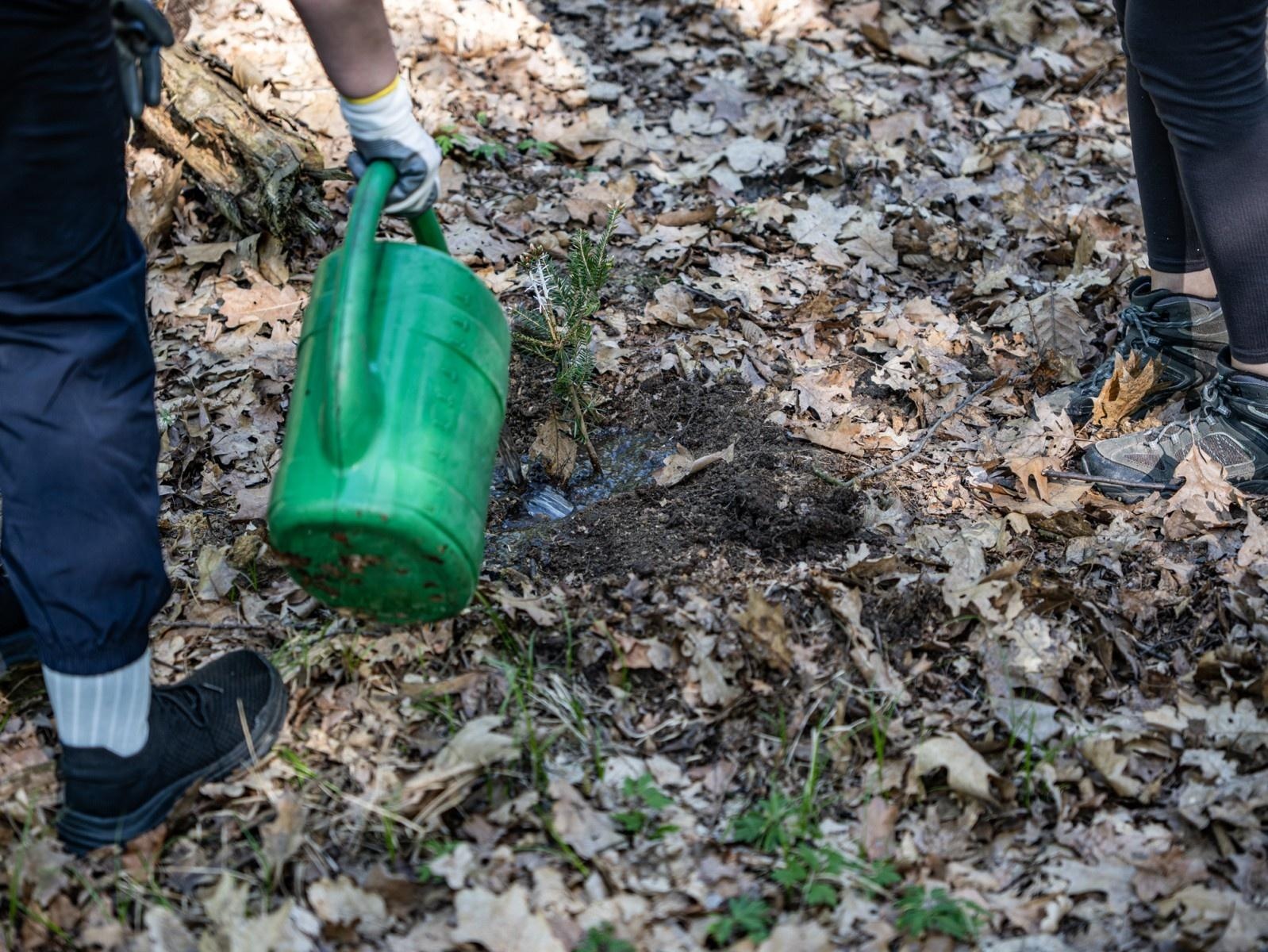 Zdjęcie w galerii na portalu naszraciborz.pl: 1350 nowych sadzonek w lesie Obora dzięki firmie Posadzimy.pl wiadomości z regionu