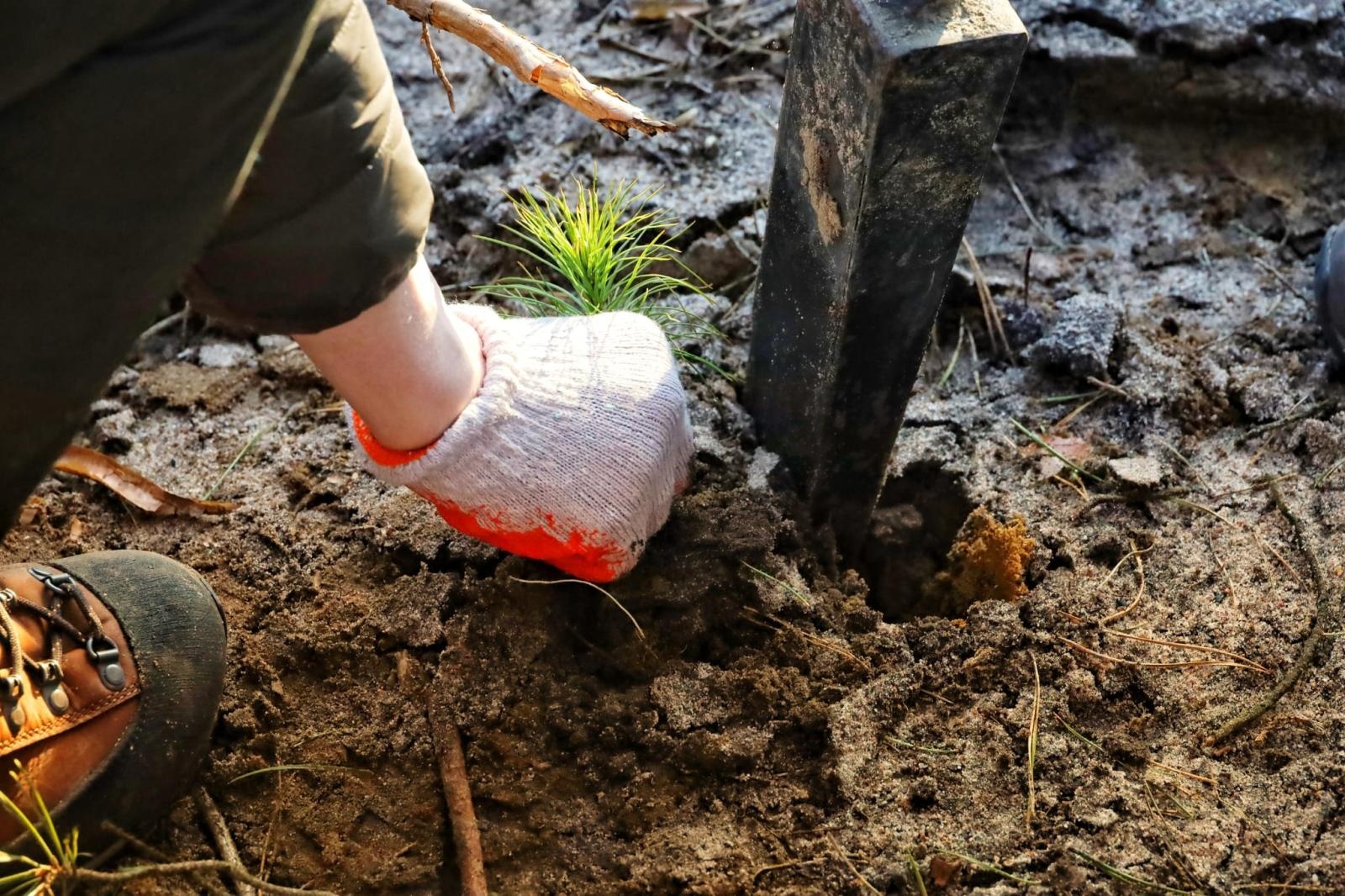 Zdjęcie w galerii na portalu naszraciborz.pl: Lasy na nowe 100-lecie – leśnicy sadzą pół miliarda drzew rocznie wiadomości z regionu