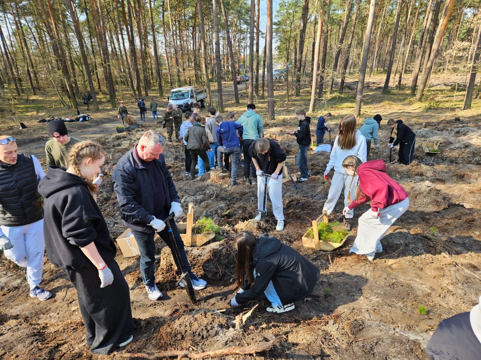 Zdjęcie w galerii na portalu naszraciborz.pl: Lasy na nowe 100-lecie – leśnicy sadzą pół miliarda drzew rocznie wiadomości z regionu