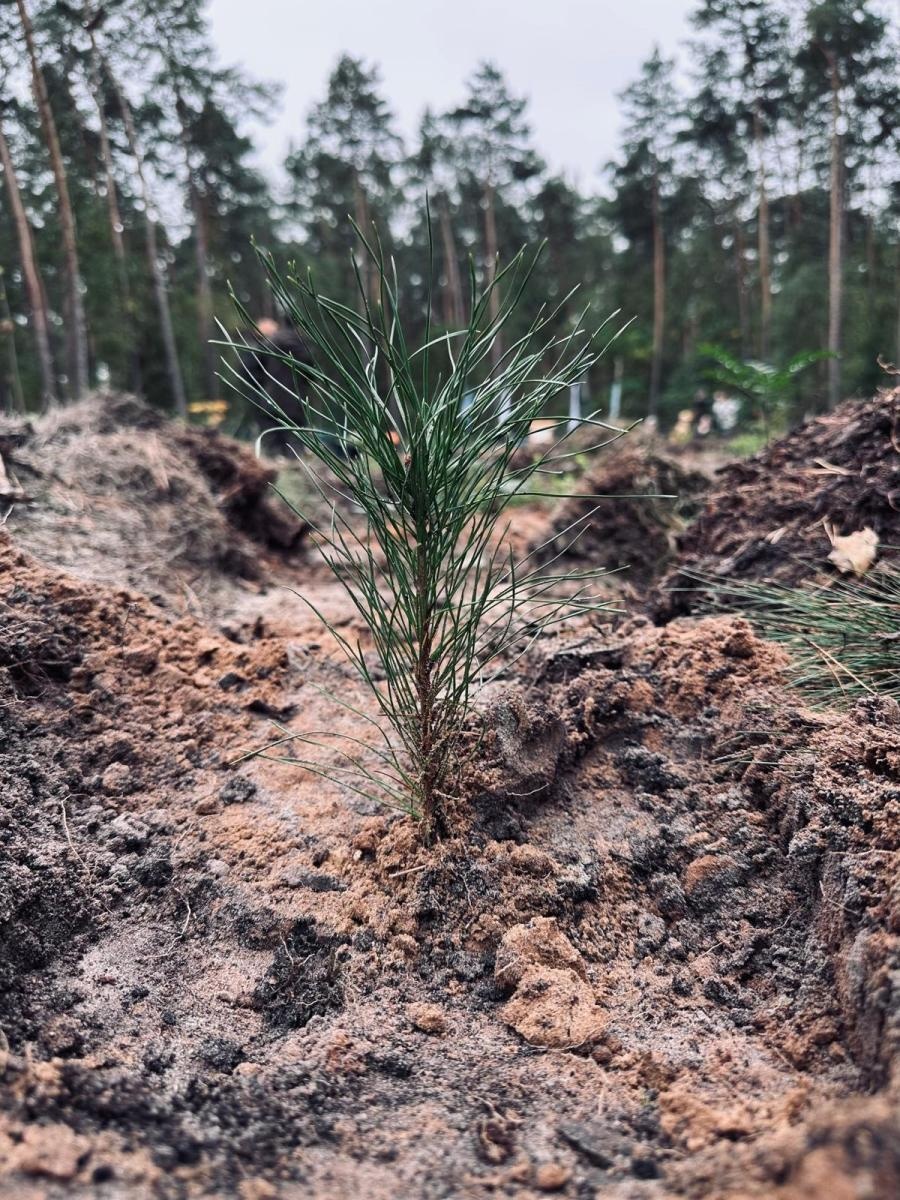 Zdjęcie w galerii na portalu naszraciborz.pl: Lasy na nowe 100-lecie – leśnicy sadzą pół miliarda drzew rocznie wiadomości z regionu