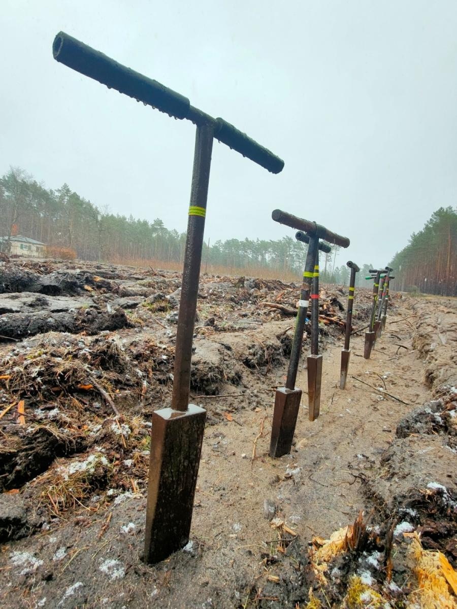 Zdjęcie w galerii na portalu naszraciborz.pl: Lasy na nowe 100-lecie – leśnicy sadzą pół miliarda drzew rocznie wiadomości z regionu