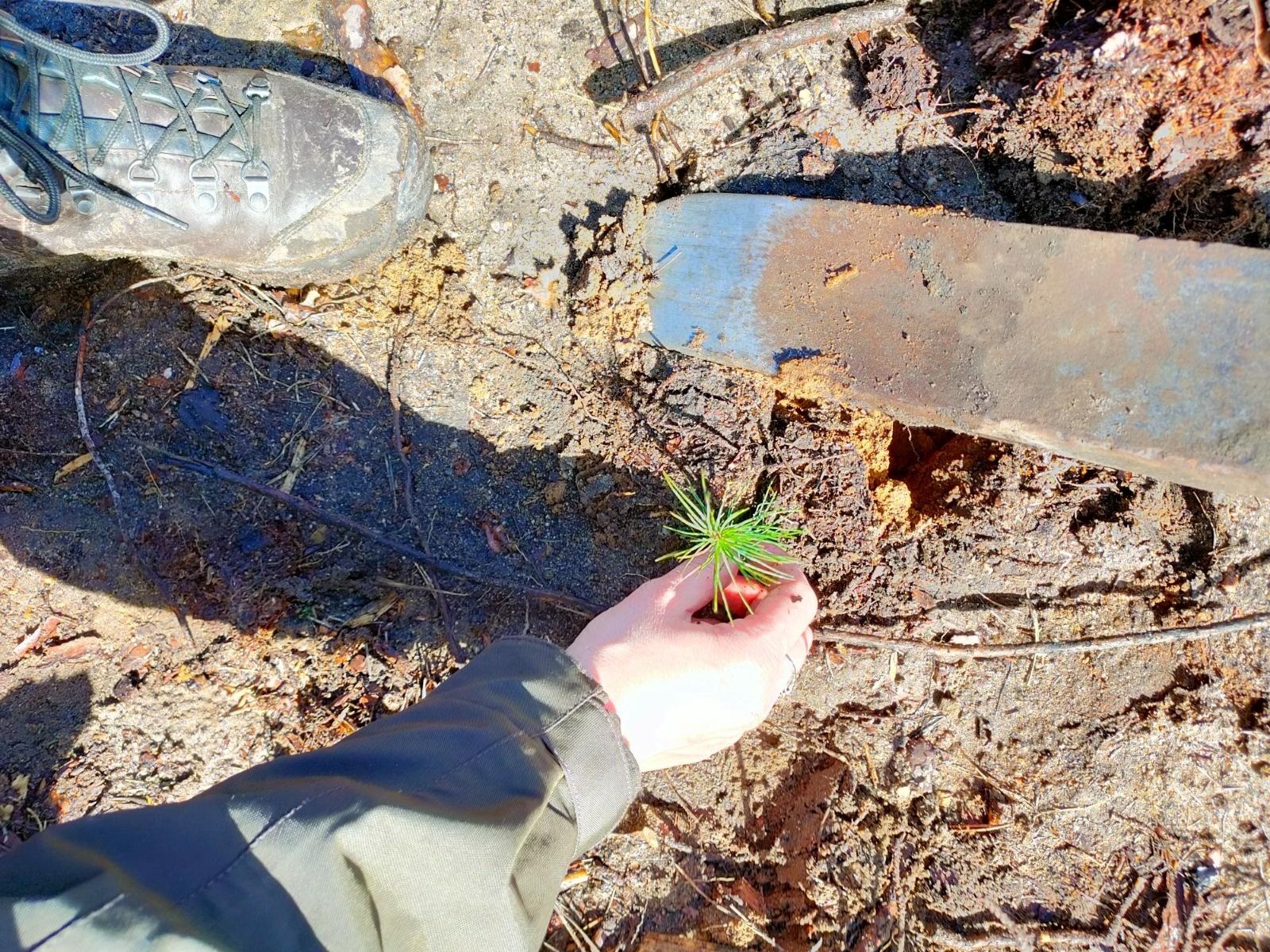 Zdjęcie w galerii na portalu naszraciborz.pl: Lasy na nowe 100-lecie – leśnicy sadzą pół miliarda drzew rocznie wiadomości z regionu