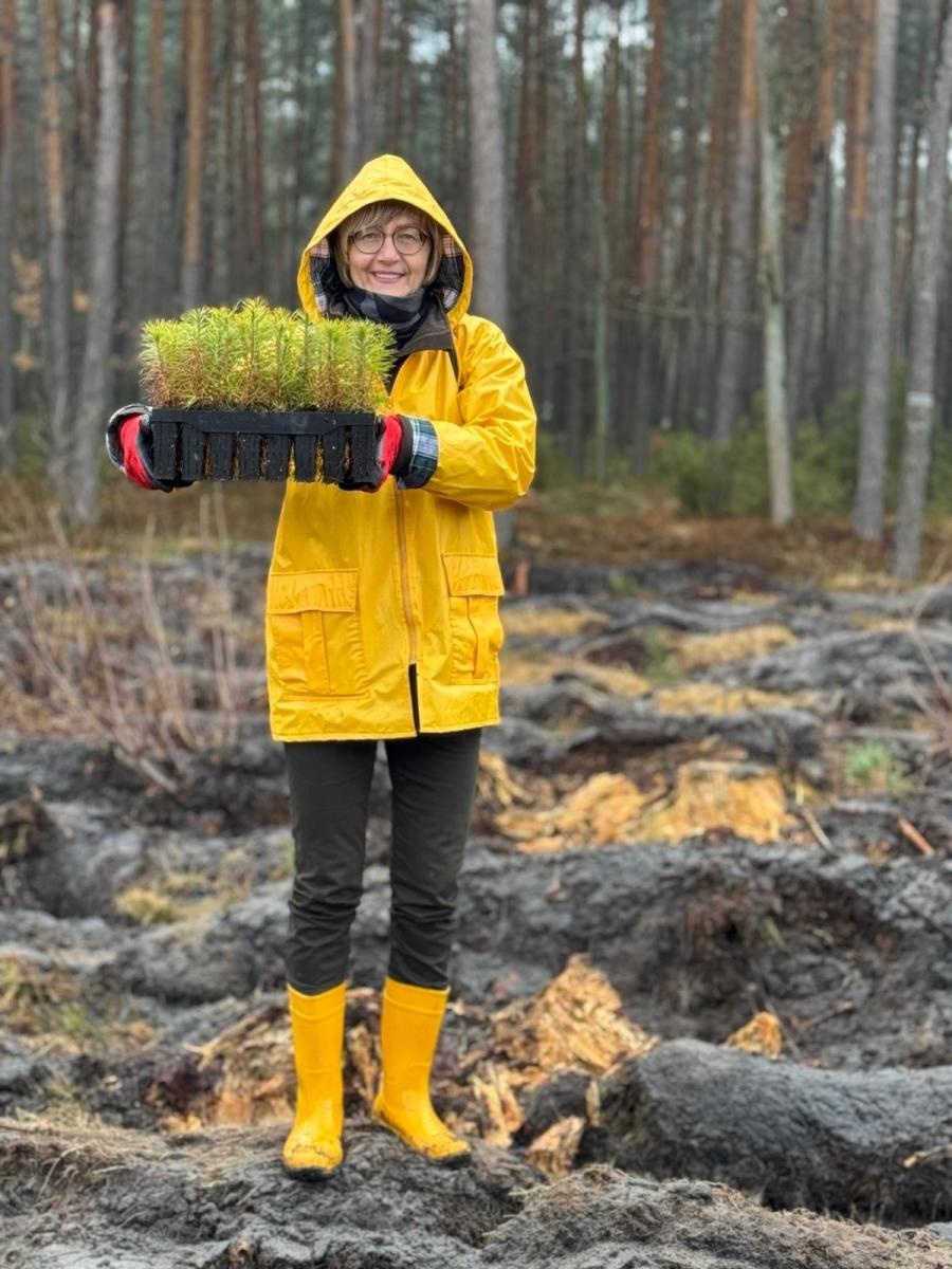 Zdjęcie w galerii na portalu naszraciborz.pl: Lasy na nowe 100-lecie – leśnicy sadzą pół miliarda drzew rocznie wiadomości z regionu