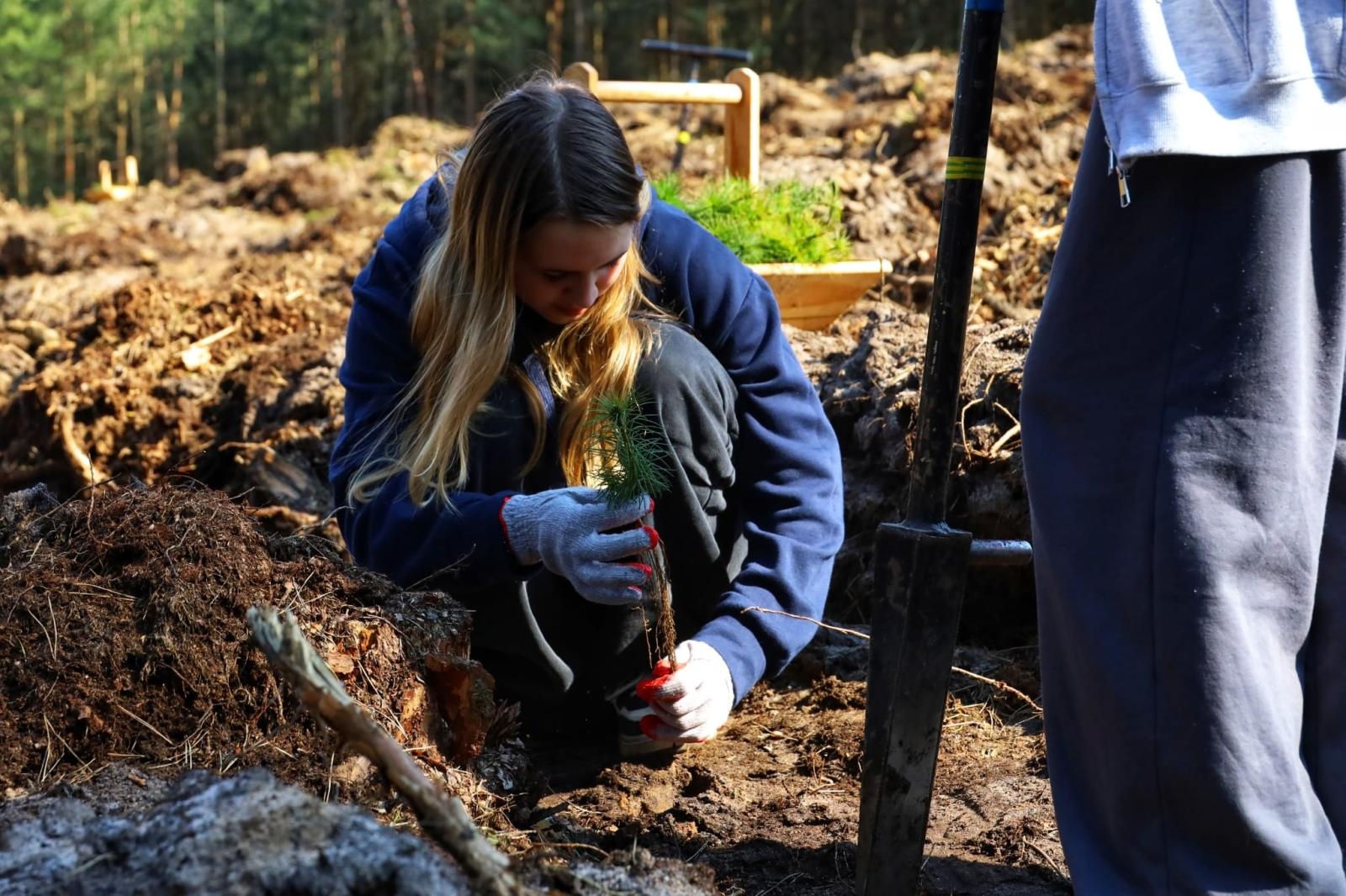 Zdjęcie w galerii na portalu naszraciborz.pl: Lasy na nowe 100-lecie – leśnicy sadzą pół miliarda drzew rocznie wiadomości z regionu