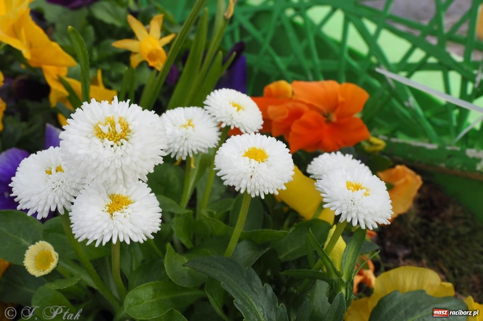Zdjęcie w galerii na portalu naszraciborz.pl: Racibórz u progu Wielkanocy – pisanki, żur i jarmark staroci wiadomości z regionu