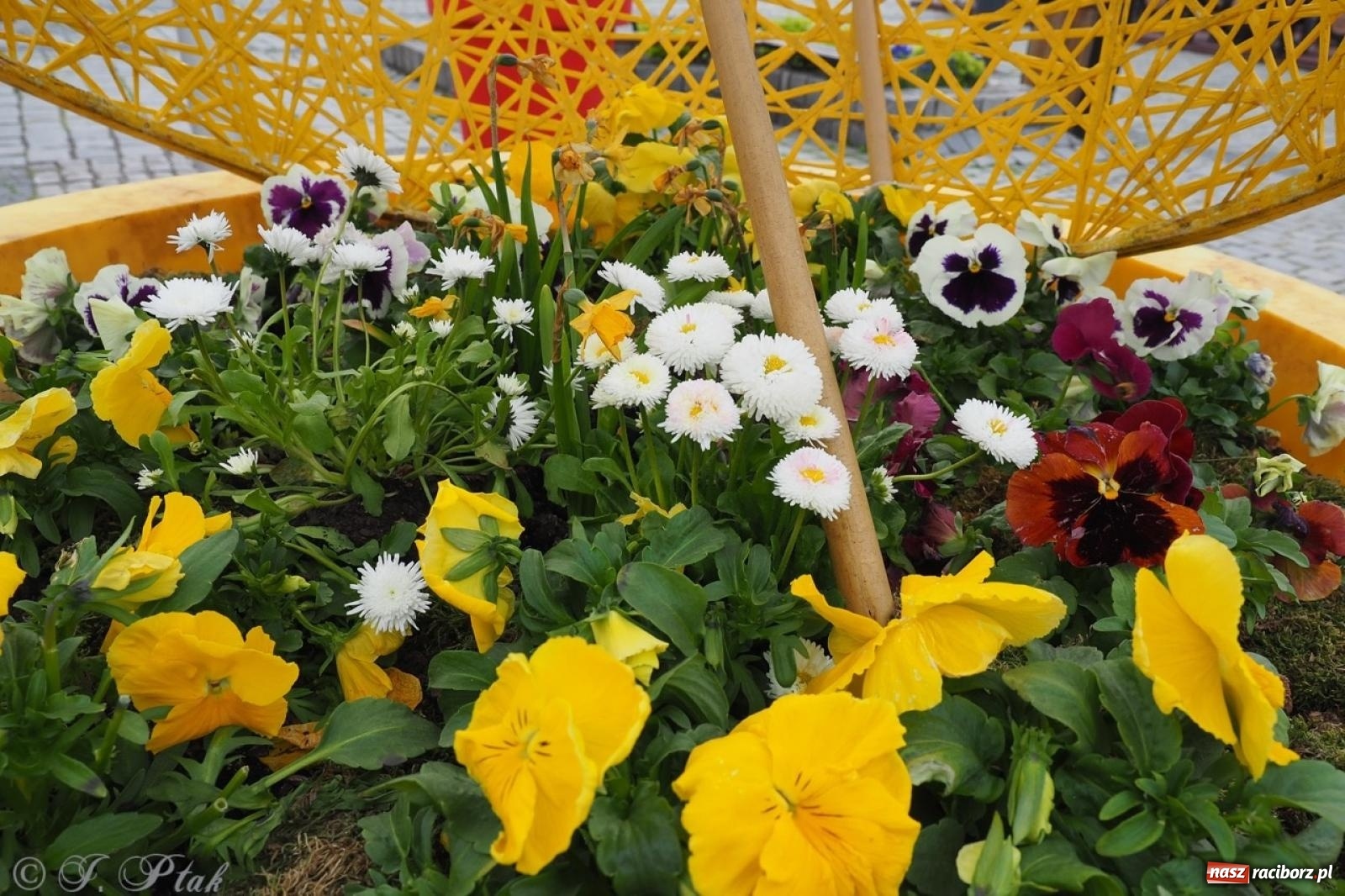 Zdjęcie w galerii na portalu naszraciborz.pl: Racibórz u progu Wielkanocy – pisanki, żur i jarmark staroci wiadomości z regionu