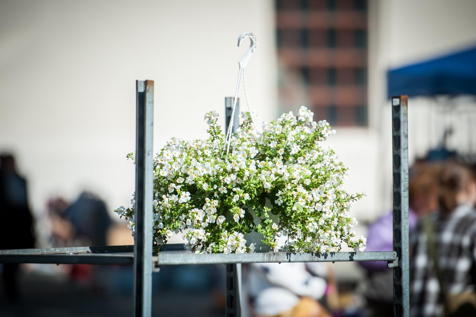 Zdjęcie w galerii na portalu naszraciborz.pl: Wiosenny jarmark na raciborskim zamku za nami. Przed nami koncert i turniej rycerski wiadomości z regionu