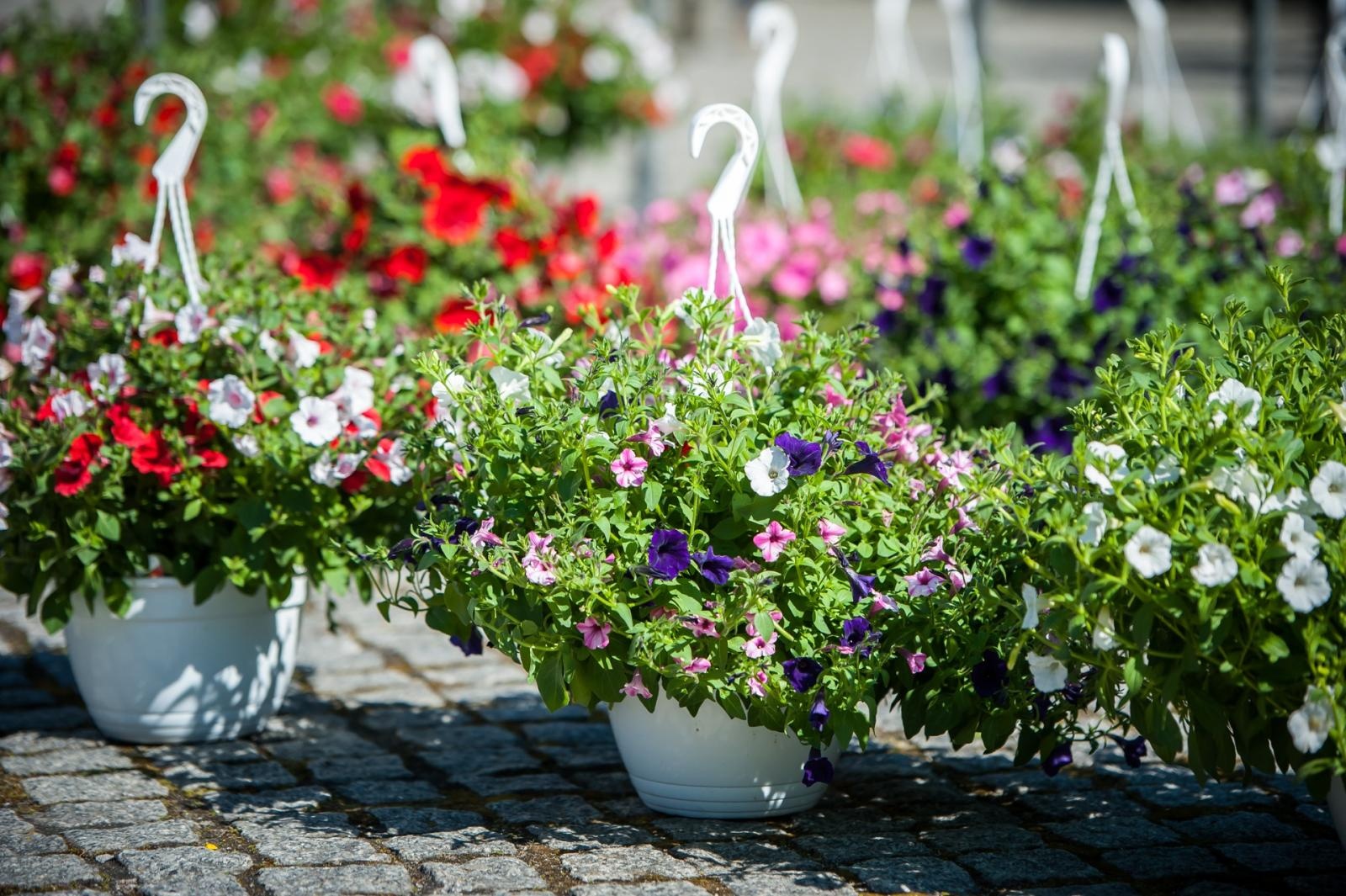 Zdjęcie w galerii na portalu naszraciborz.pl: Wiosenny jarmark na raciborskim zamku za nami. Przed nami koncert i turniej rycerski wiadomości z regionu
