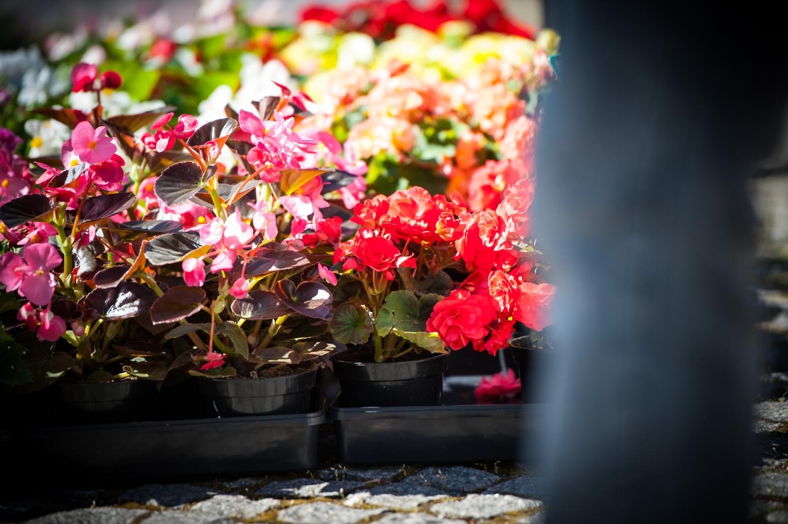 Zdjęcie w galerii na portalu naszraciborz.pl: Wiosenny jarmark na raciborskim zamku za nami. Przed nami koncert i turniej rycerski wiadomości z regionu