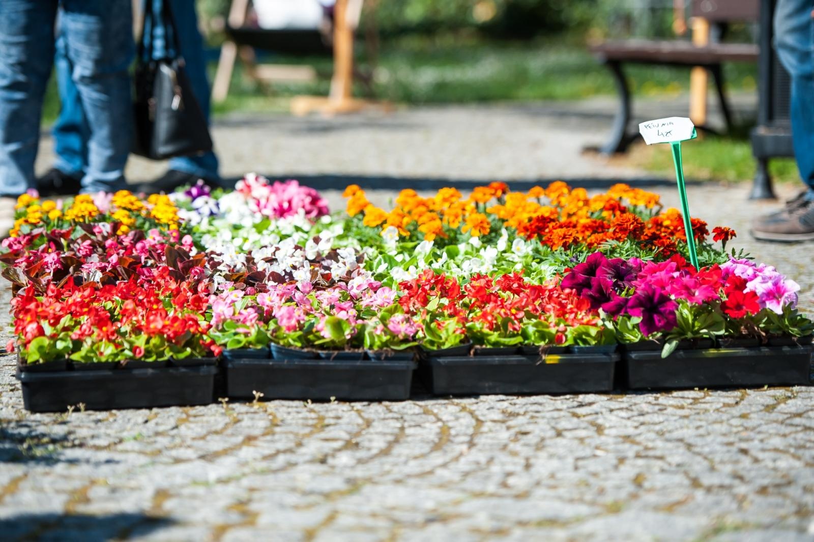 Zdjęcie w galerii na portalu naszraciborz.pl: Wiosenny jarmark na raciborskim zamku za nami. Przed nami koncert i turniej rycerski wiadomości z regionu