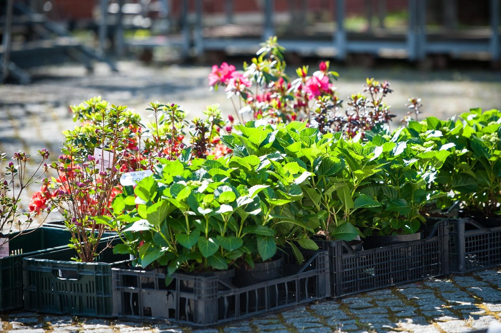Zdjęcie w galerii na portalu naszraciborz.pl: Wiosenny jarmark na raciborskim zamku za nami. Przed nami koncert i turniej rycerski wiadomości z regionu