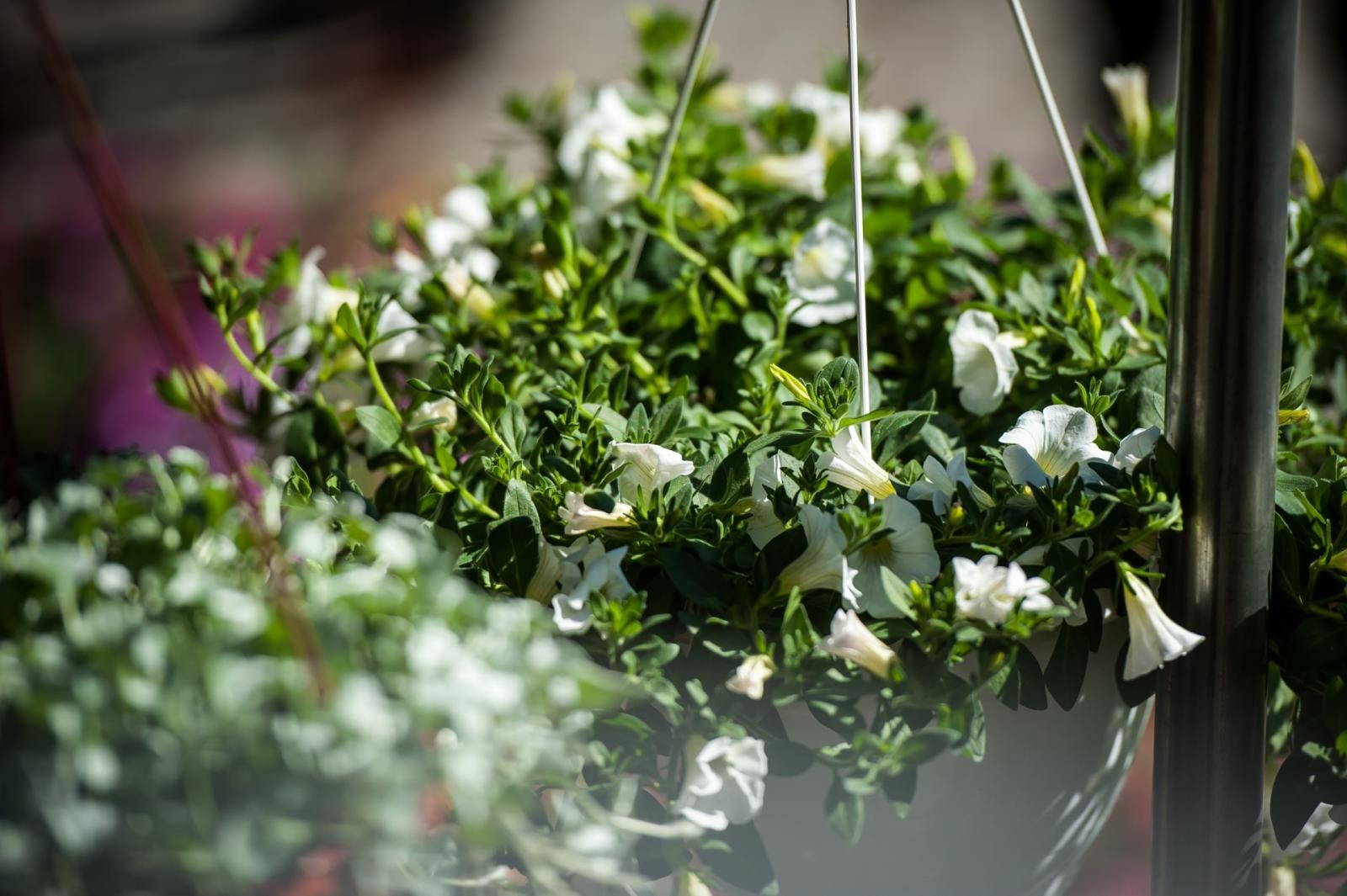 Zdjęcie w galerii na portalu naszraciborz.pl: Wiosenny jarmark na raciborskim zamku za nami. Przed nami koncert i turniej rycerski wiadomości z regionu