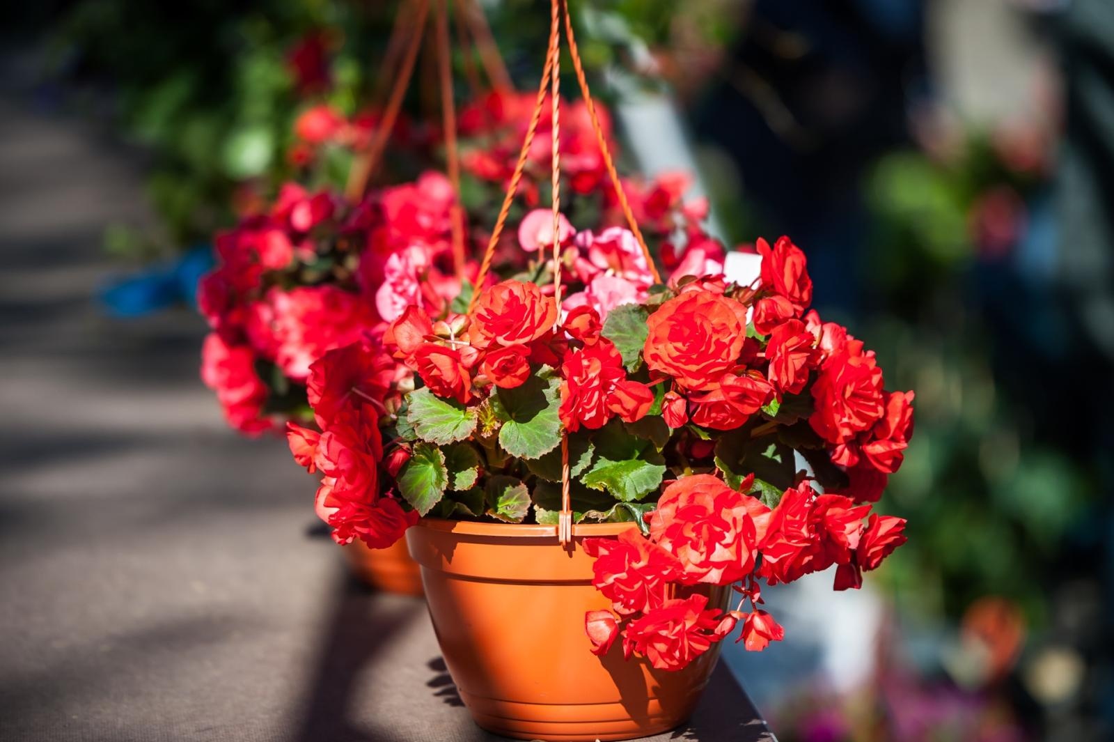 Zdjęcie w galerii na portalu naszraciborz.pl: Wiosenny jarmark na raciborskim zamku za nami. Przed nami koncert i turniej rycerski wiadomości z regionu