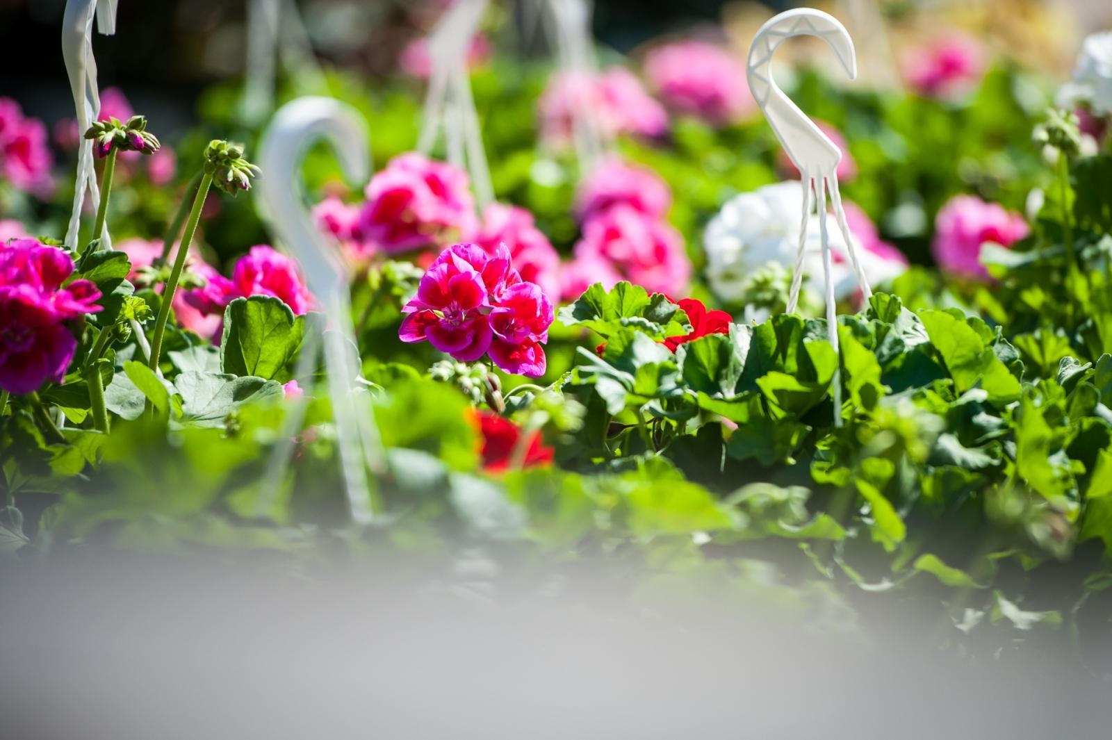 Zdjęcie w galerii na portalu naszraciborz.pl: Wiosenny jarmark na raciborskim zamku za nami. Przed nami koncert i turniej rycerski wiadomości z regionu