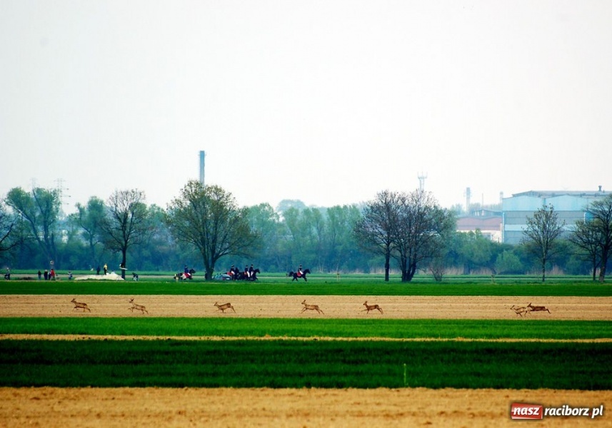 Zdjęcie w galerii na portalu naszraciborz.pl: Do Sudoła przyjechali husarzy wiadomości z regionu