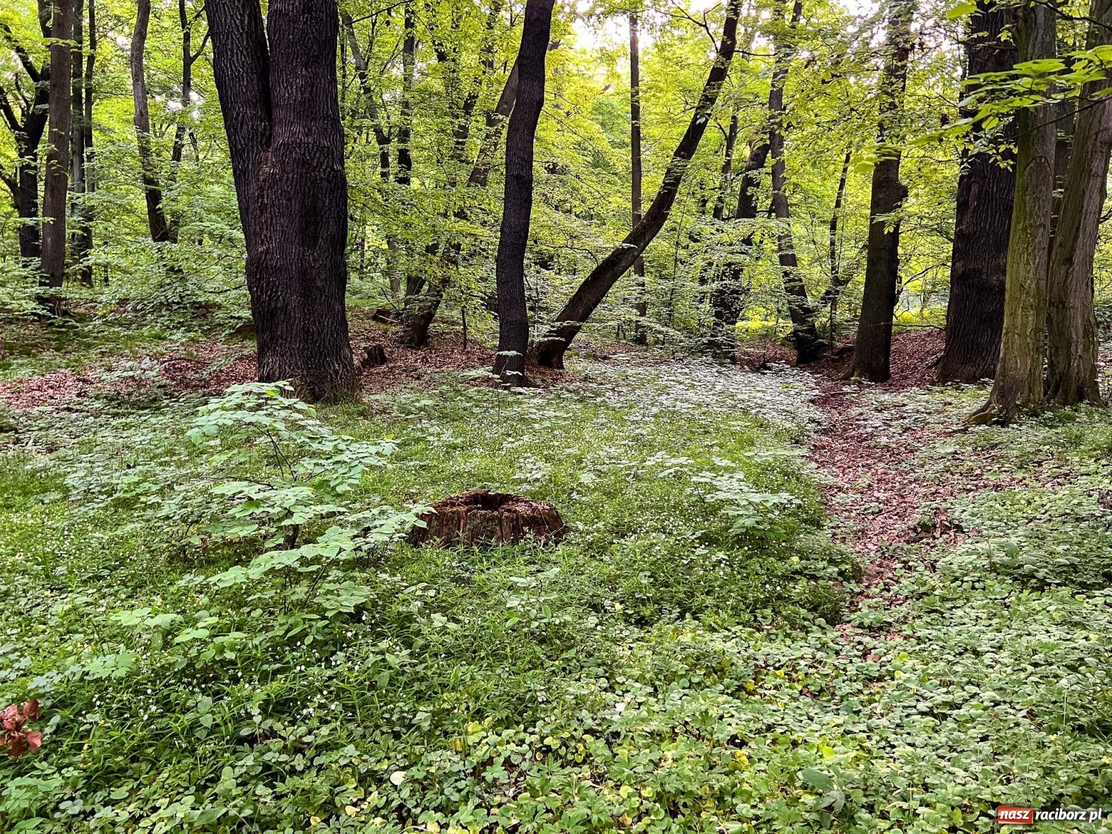 Zdjęcie w galerii na portalu naszraciborz.pl: Leśna edukacja w Arboretum. Co mówi las? – ścieżka przyrodnicza powstała przy wsparciu WFOŚiGW zaprasza na spacer wiadomości z regionu