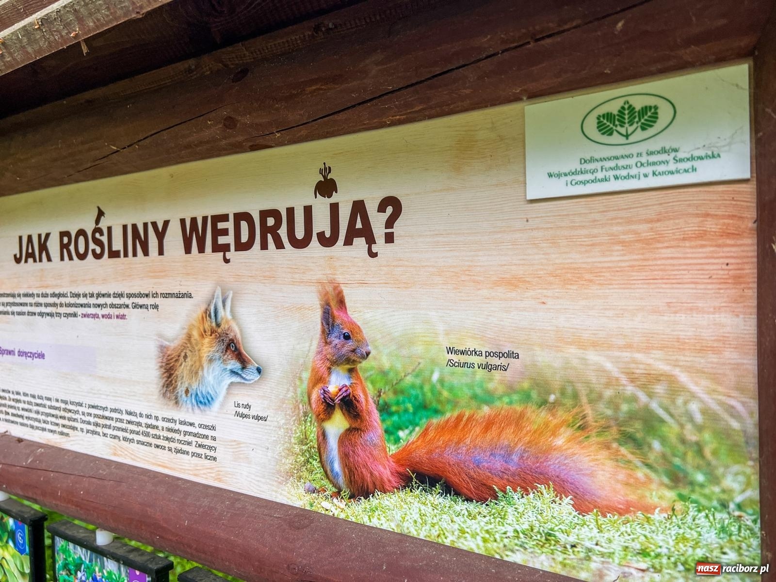 Zdjęcie w galerii na portalu naszraciborz.pl: Leśna edukacja w Arboretum. Co mówi las? – ścieżka przyrodnicza powstała przy wsparciu WFOŚiGW zaprasza na spacer wiadomości z regionu