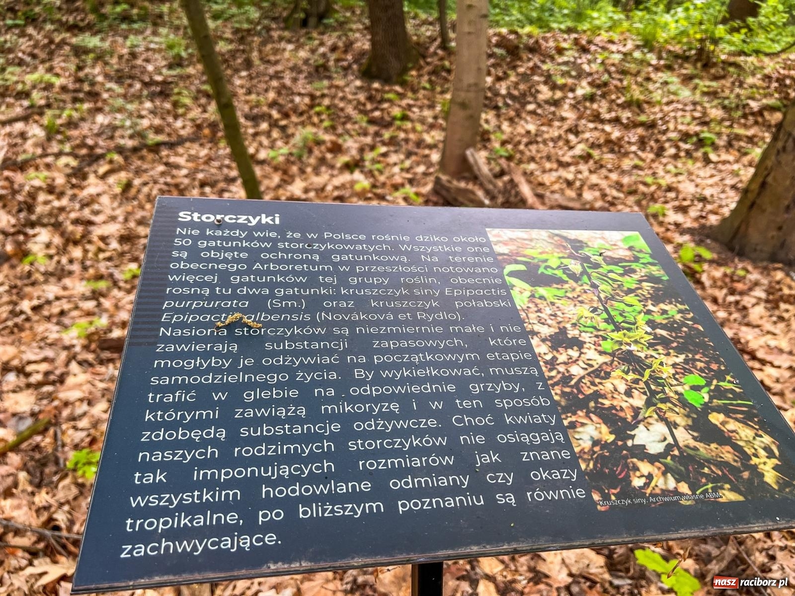 Zdjęcie w galerii na portalu naszraciborz.pl: Leśna edukacja w Arboretum. Co mówi las? – ścieżka przyrodnicza powstała przy wsparciu WFOŚiGW zaprasza na spacer wiadomości z regionu