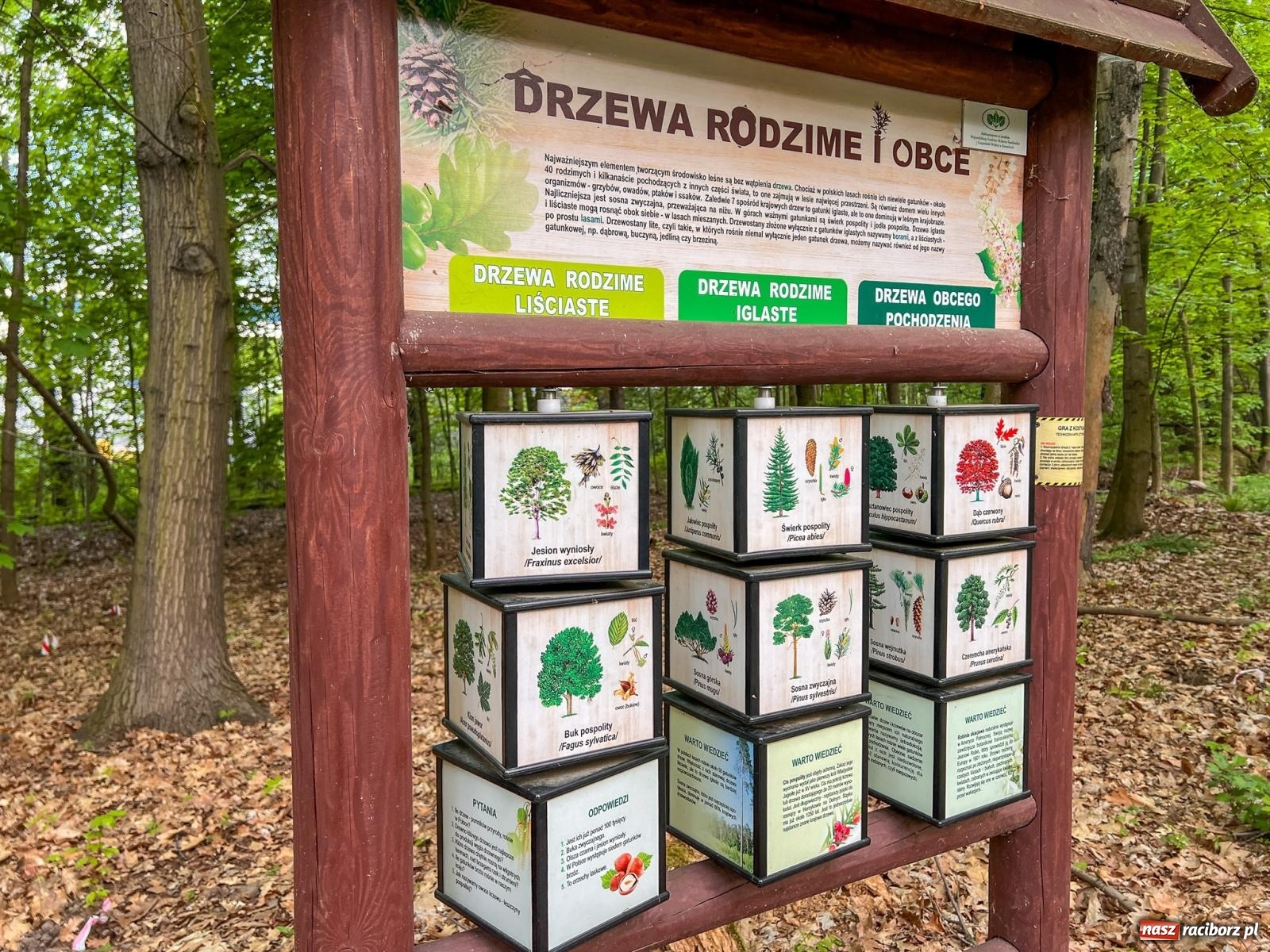 Zdjęcie w galerii na portalu naszraciborz.pl: Leśna edukacja w Arboretum. Co mówi las? – ścieżka przyrodnicza powstała przy wsparciu WFOŚiGW zaprasza na spacer wiadomości z regionu