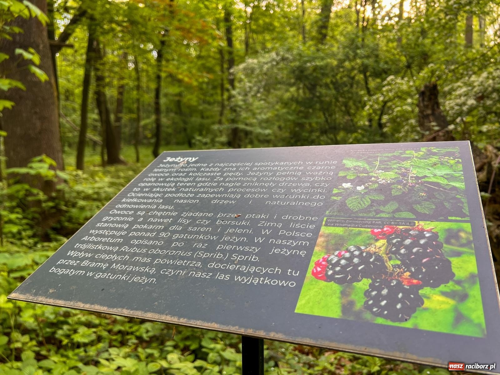 Zdjęcie w galerii na portalu naszraciborz.pl: Leśna edukacja w Arboretum. Co mówi las? – ścieżka przyrodnicza powstała przy wsparciu WFOŚiGW zaprasza na spacer wiadomości z regionu
