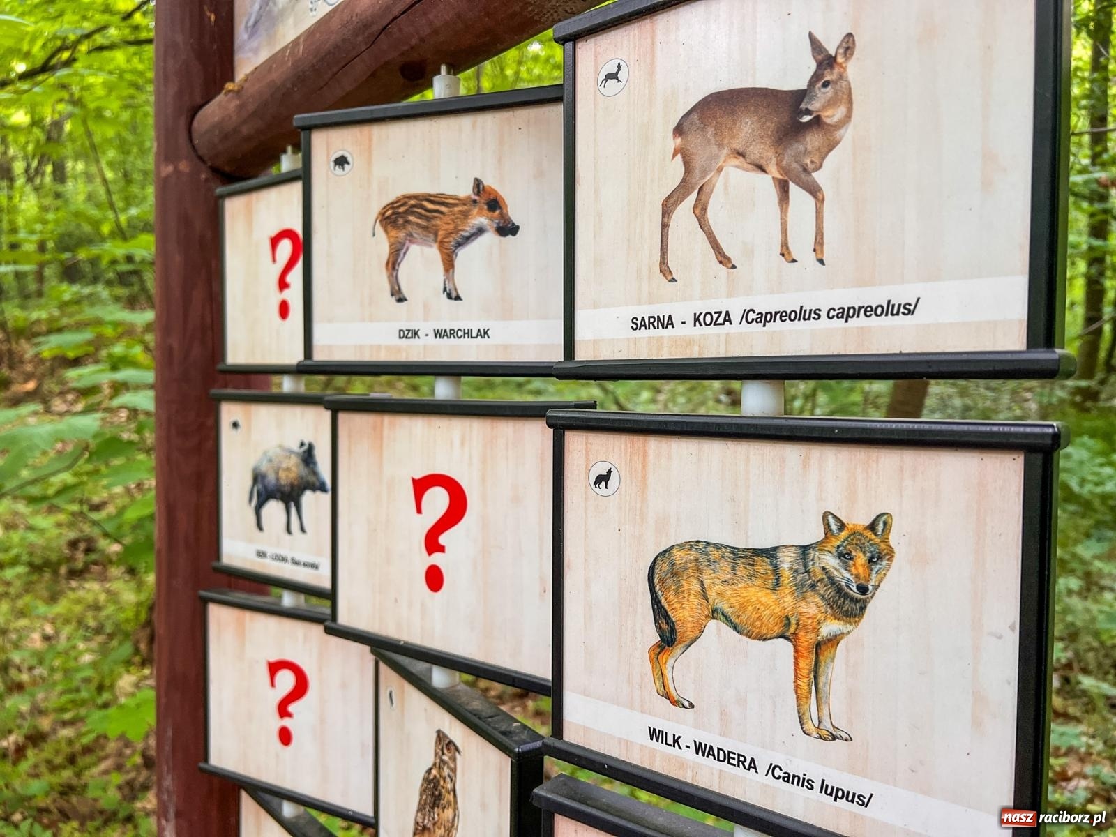 Zdjęcie w galerii na portalu naszraciborz.pl: Leśna edukacja w Arboretum. Co mówi las? – ścieżka przyrodnicza powstała przy wsparciu WFOŚiGW zaprasza na spacer wiadomości z regionu