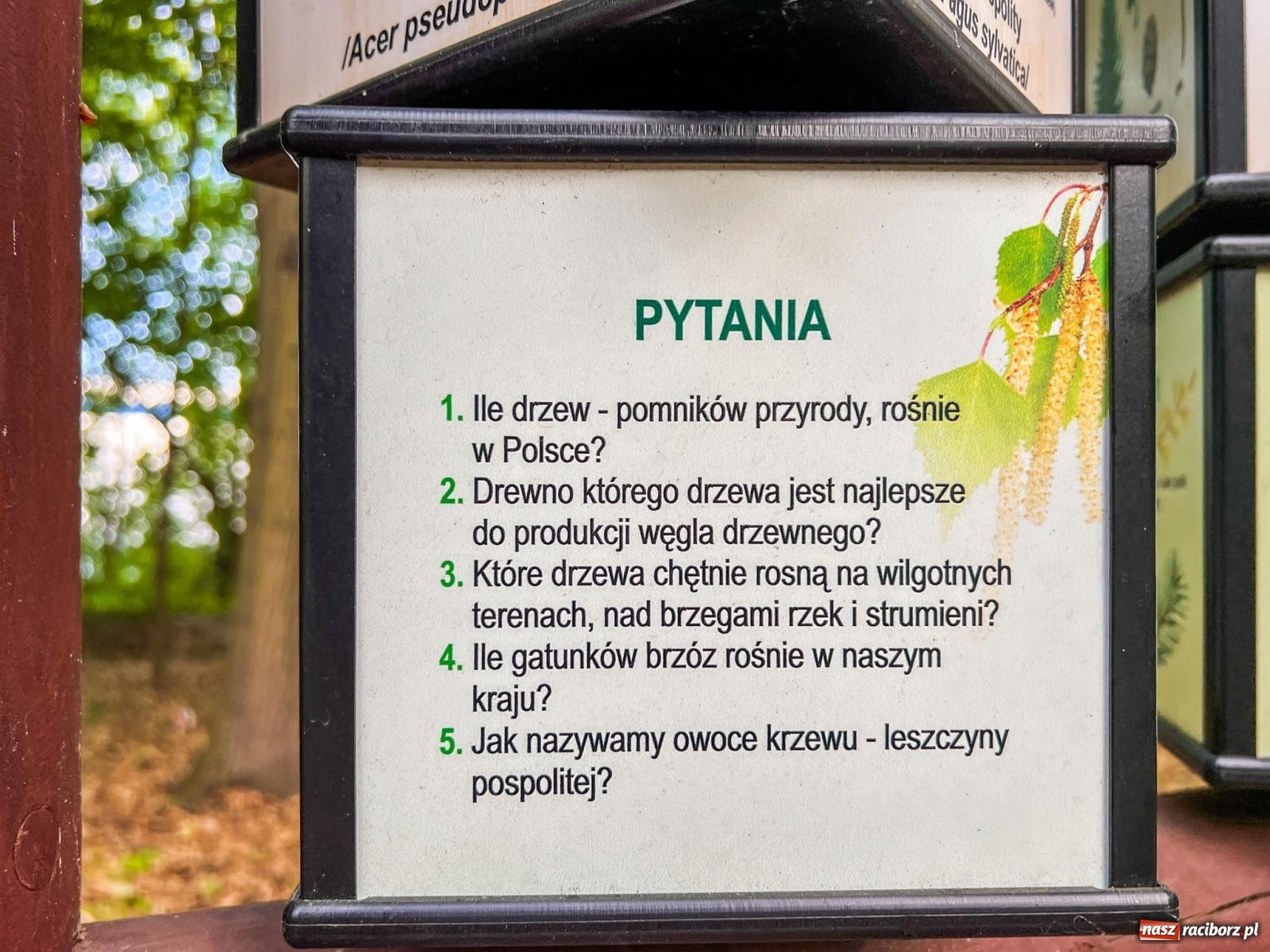 Zdjęcie w galerii na portalu naszraciborz.pl: Leśna edukacja w Arboretum. Co mówi las? – ścieżka przyrodnicza powstała przy wsparciu WFOŚiGW zaprasza na spacer wiadomości z regionu