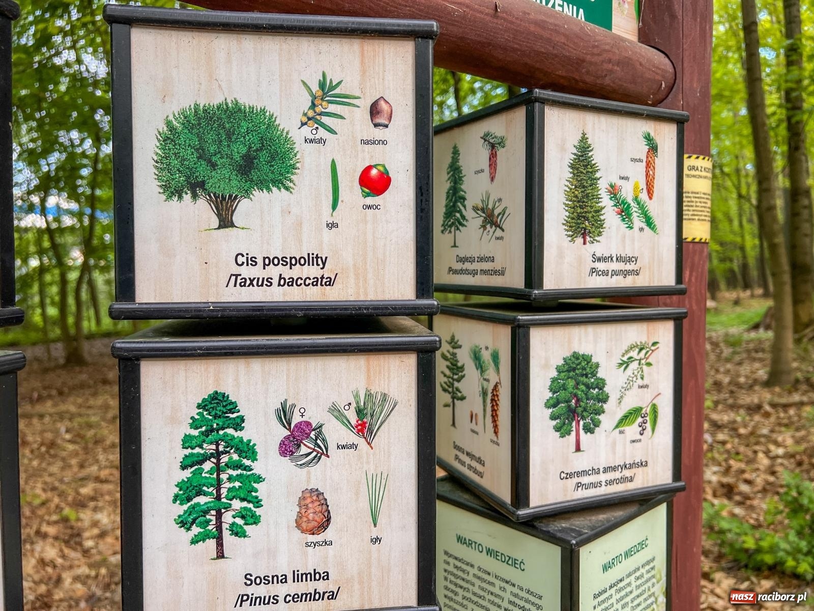 Zdjęcie w galerii na portalu naszraciborz.pl: Leśna edukacja w Arboretum. Co mówi las? – ścieżka przyrodnicza powstała przy wsparciu WFOŚiGW zaprasza na spacer wiadomości z regionu