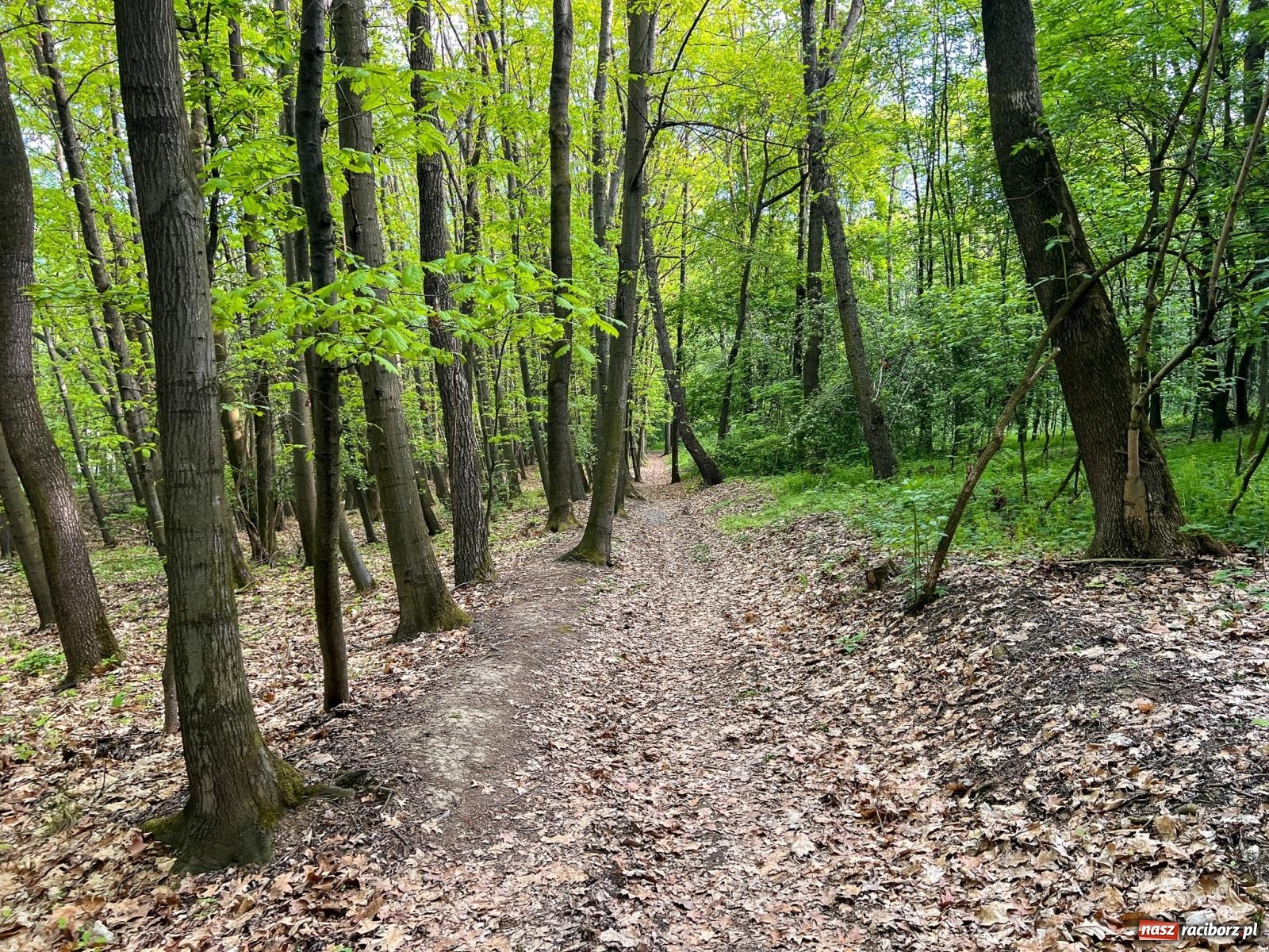 Zdjęcie w galerii na portalu naszraciborz.pl: Leśna edukacja w Arboretum. Co mówi las? – ścieżka przyrodnicza powstała przy wsparciu WFOŚiGW zaprasza na spacer wiadomości z regionu