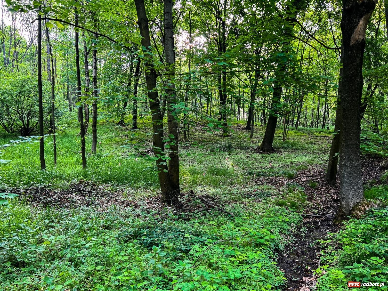 Zdjęcie w galerii na portalu naszraciborz.pl: Leśna edukacja w Arboretum. Co mówi las? – ścieżka przyrodnicza powstała przy wsparciu WFOŚiGW zaprasza na spacer wiadomości z regionu
