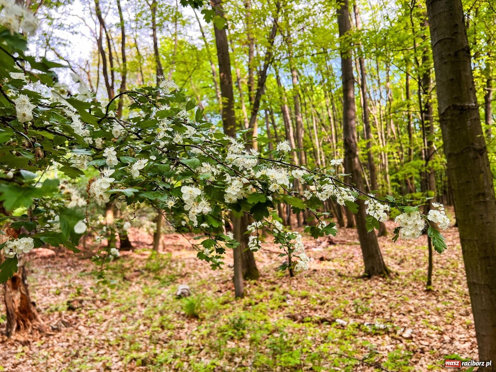 Zdjęcie w galerii na portalu naszraciborz.pl: Leśna edukacja w Arboretum. Co mówi las? – ścieżka przyrodnicza powstała przy wsparciu WFOŚiGW zaprasza na spacer wiadomości z regionu