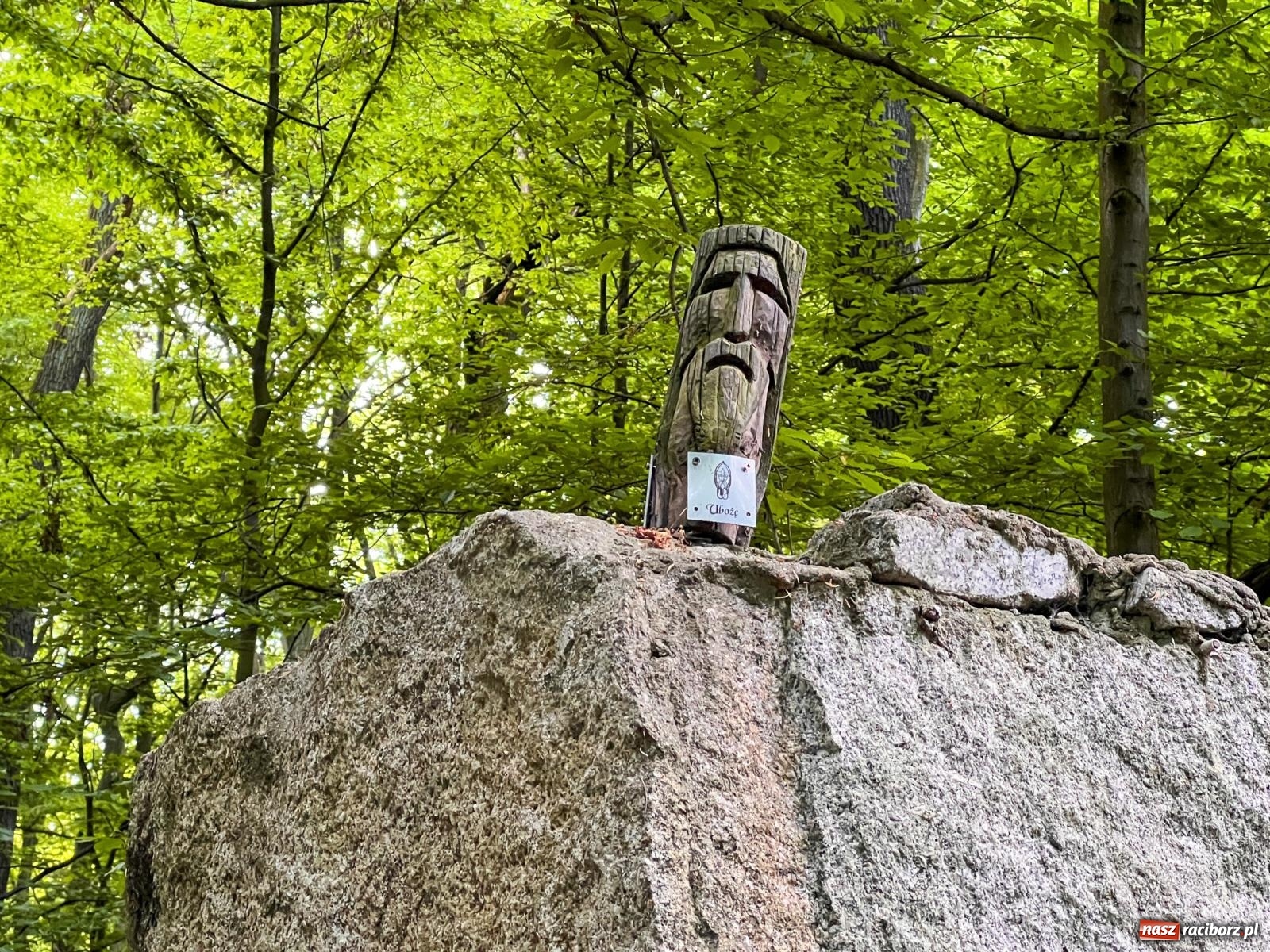 Zdjęcie w galerii na portalu naszraciborz.pl: Leśna edukacja w Arboretum. Co mówi las? – ścieżka przyrodnicza powstała przy wsparciu WFOŚiGW zaprasza na spacer wiadomości z regionu