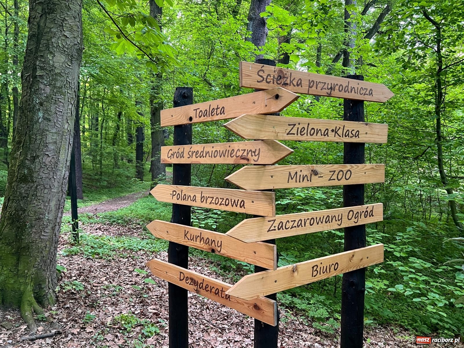 Zdjęcie w galerii na portalu naszraciborz.pl: Leśna edukacja w Arboretum. Co mówi las? – ścieżka przyrodnicza powstała przy wsparciu WFOŚiGW zaprasza na spacer wiadomości z regionu