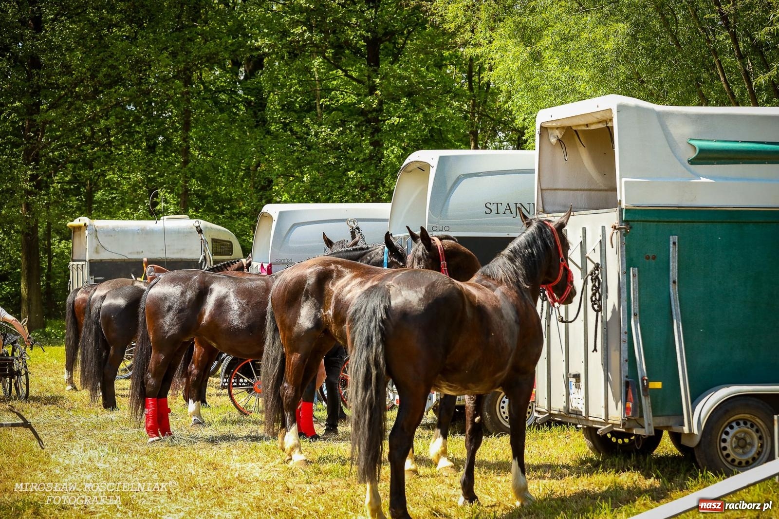 Zdjęcie w galerii na portalu naszraciborz.pl: Konna majówka wróciła do Kornic po sześciu latach. Były emocje i rywalizacja [FOTO i WIDEO] wiadomości z regionu