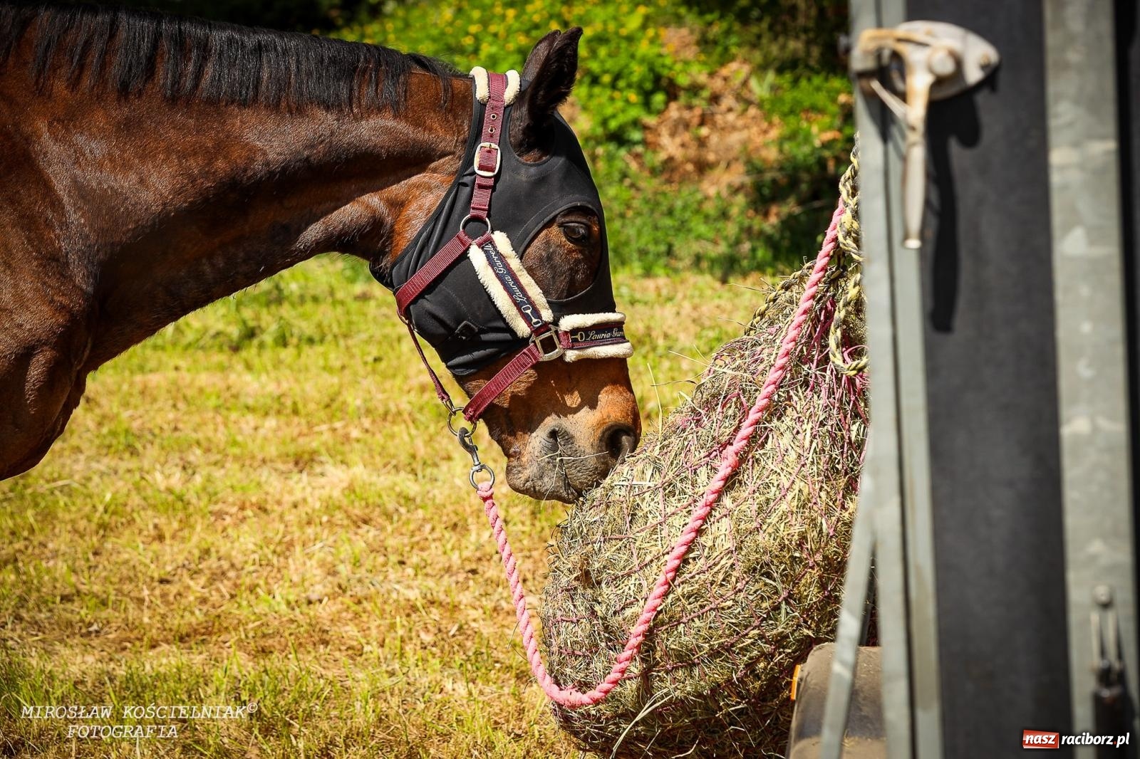 Zdjęcie w galerii na portalu naszraciborz.pl: Konna majówka wróciła do Kornic po sześciu latach. Były emocje i rywalizacja [FOTO i WIDEO] wiadomości z regionu
