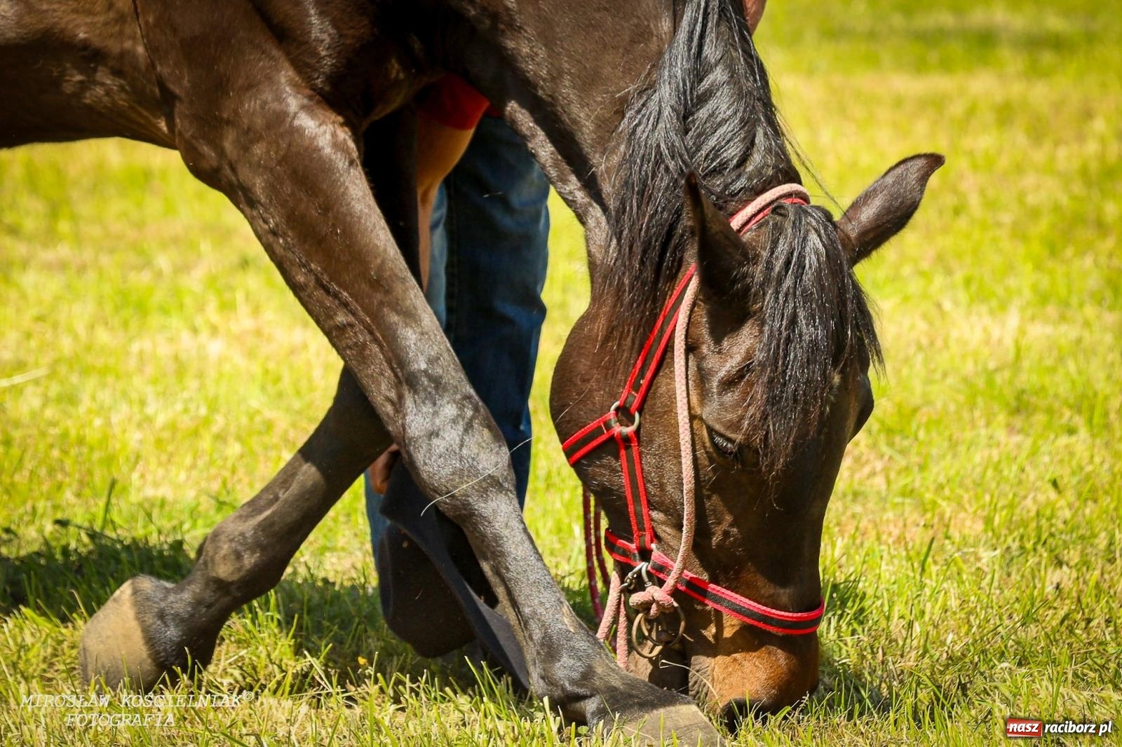 Zdjęcie w galerii na portalu naszraciborz.pl: Konna majówka wróciła do Kornic po sześciu latach. Były emocje i rywalizacja [FOTO i WIDEO] wiadomości z regionu