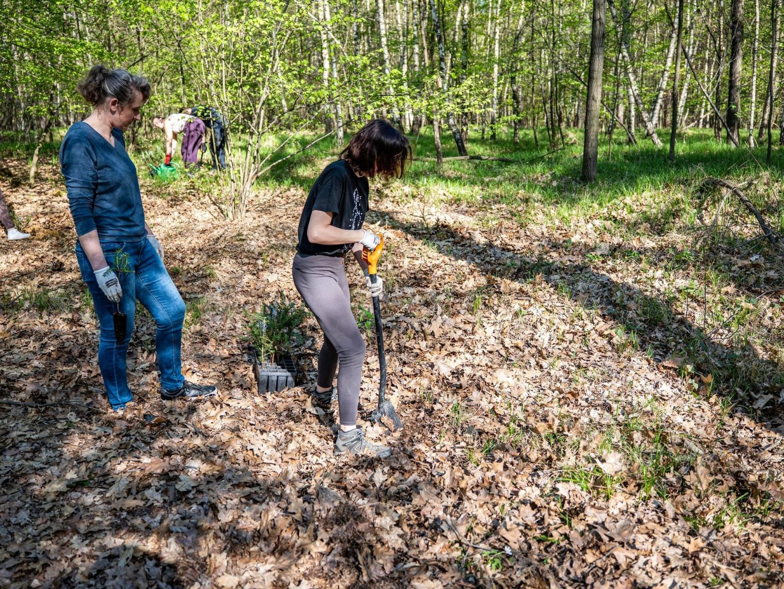 Zdjęcie w galerii na portalu naszraciborz.pl: Nowe nasadzenia w Arboretum Bramy Morawskiej. Akcja trwa wiadomości z regionu