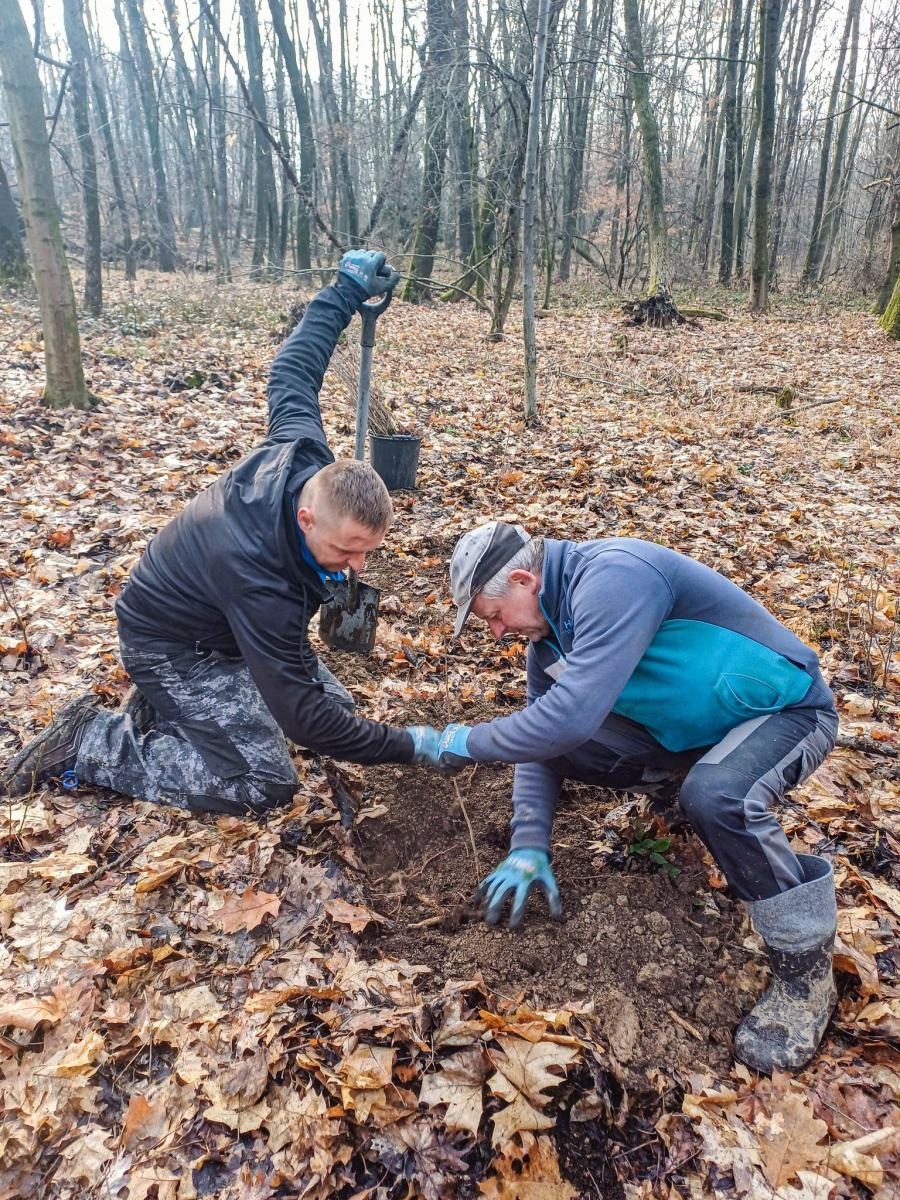 Zdjęcie w galerii na portalu naszraciborz.pl: Nowe nasadzenia w Arboretum Bramy Morawskiej. Akcja trwa wiadomości z regionu
