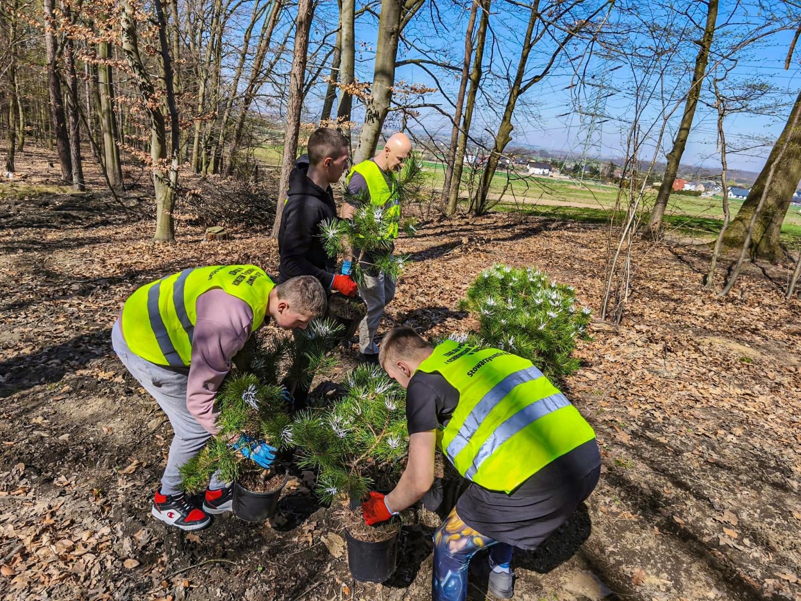 Zdjęcie w galerii na portalu naszraciborz.pl: Nowe nasadzenia w Arboretum Bramy Morawskiej. Akcja trwa wiadomości z regionu