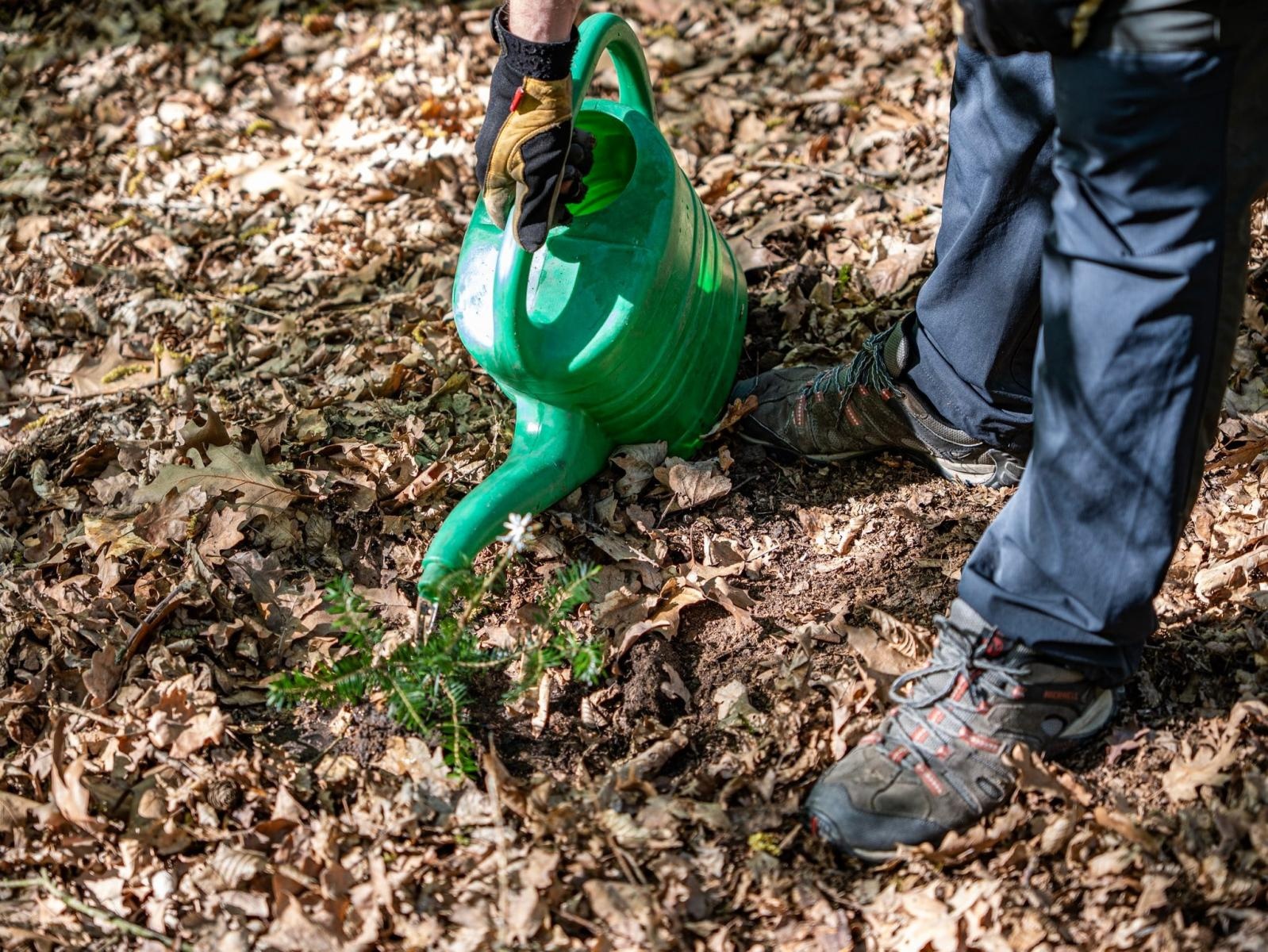 Zdjęcie w galerii na portalu naszraciborz.pl: Nowe nasadzenia w Arboretum Bramy Morawskiej. Akcja trwa wiadomości z regionu