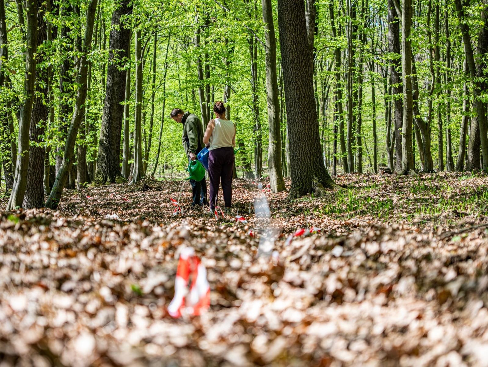 Zdjęcie w galerii na portalu naszraciborz.pl: Nowe nasadzenia w Arboretum Bramy Morawskiej. Akcja trwa wiadomości z regionu