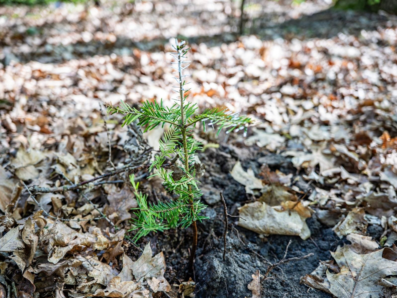 Zdjęcie w galerii na portalu naszraciborz.pl: Nowe nasadzenia w Arboretum Bramy Morawskiej. Akcja trwa wiadomości z regionu